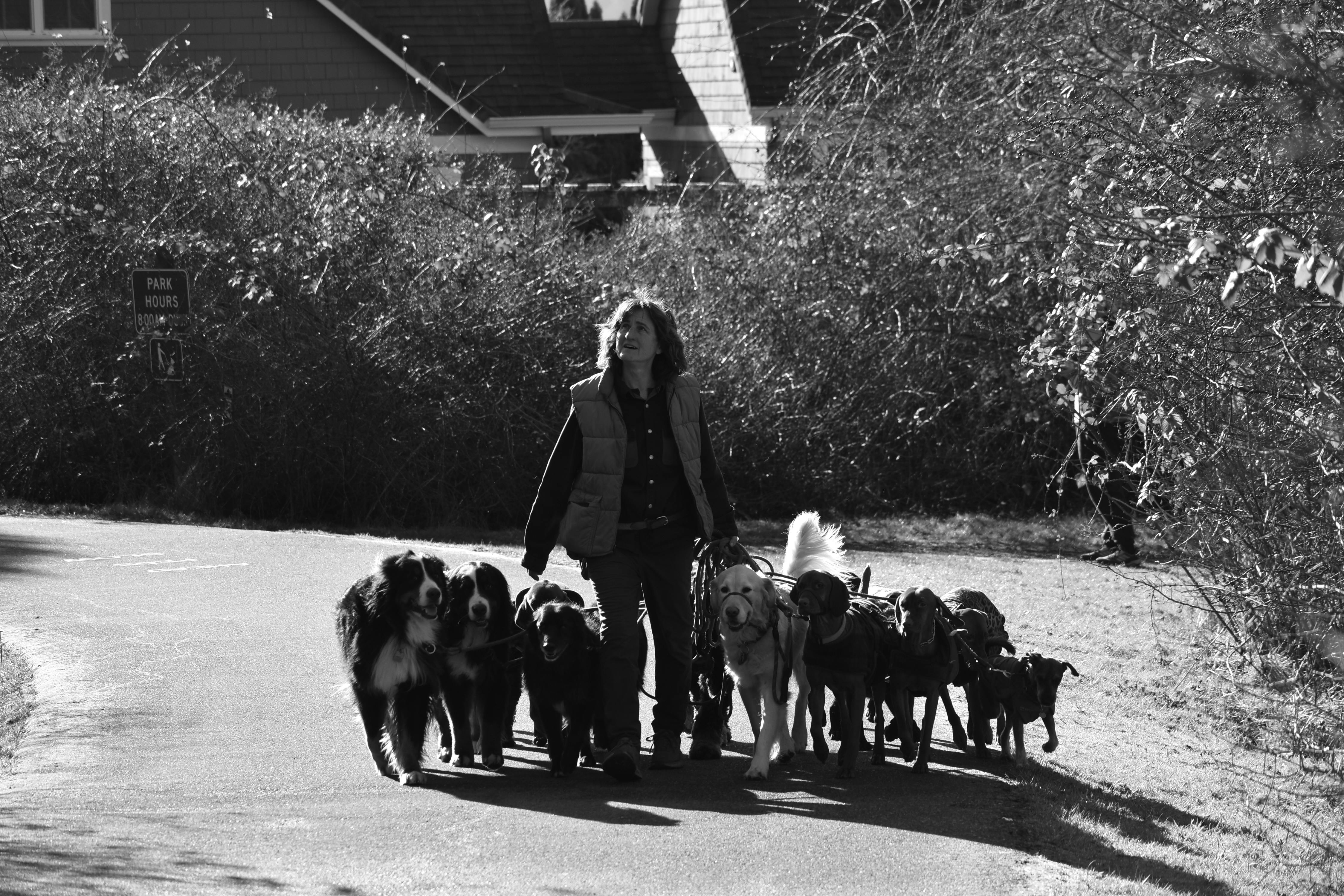 The #1 Dog Walker Website Builder in Virginia Beach, VA