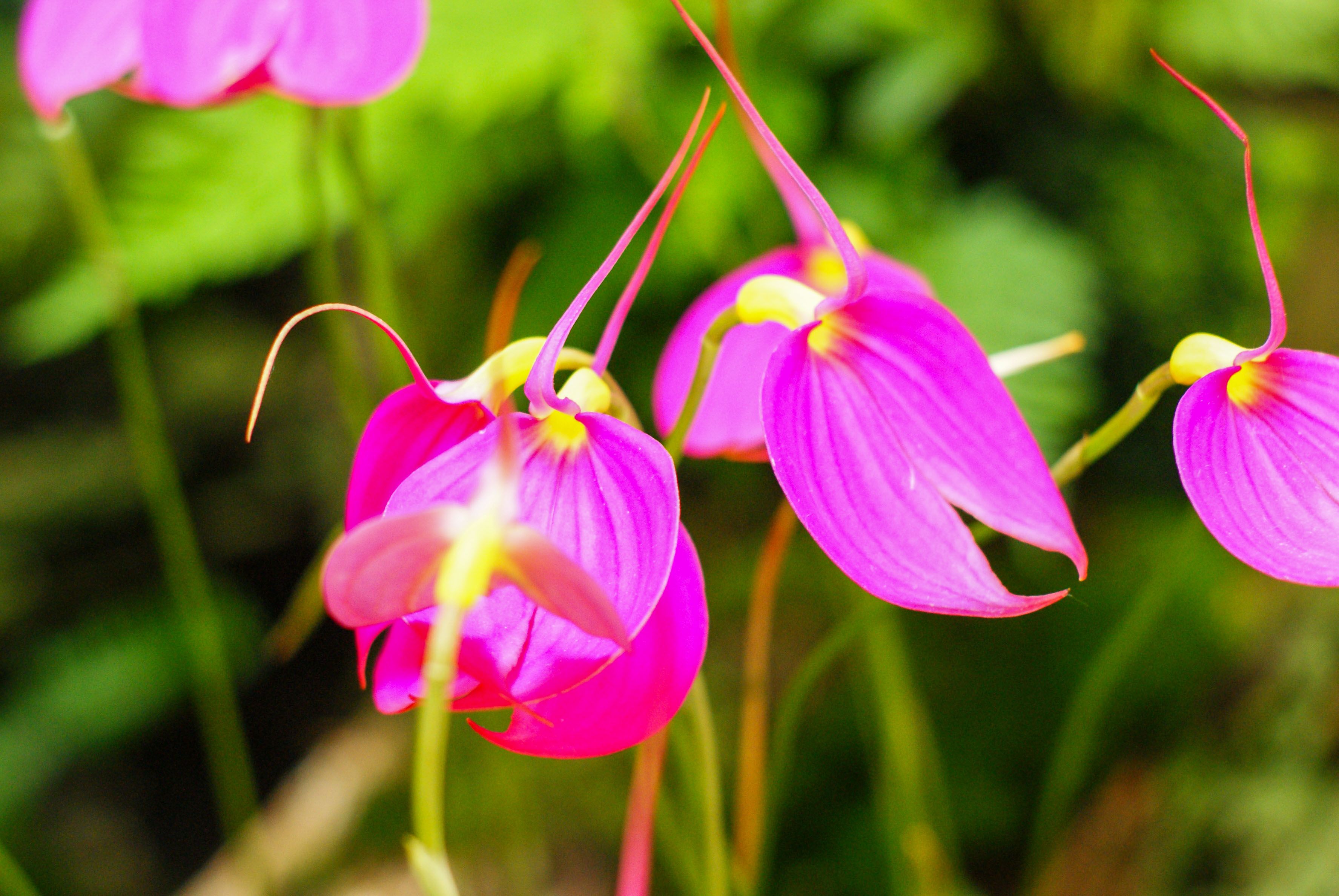 Las 15 especies de plantas y orquídeas endémicas más emblemáticas de Honduras