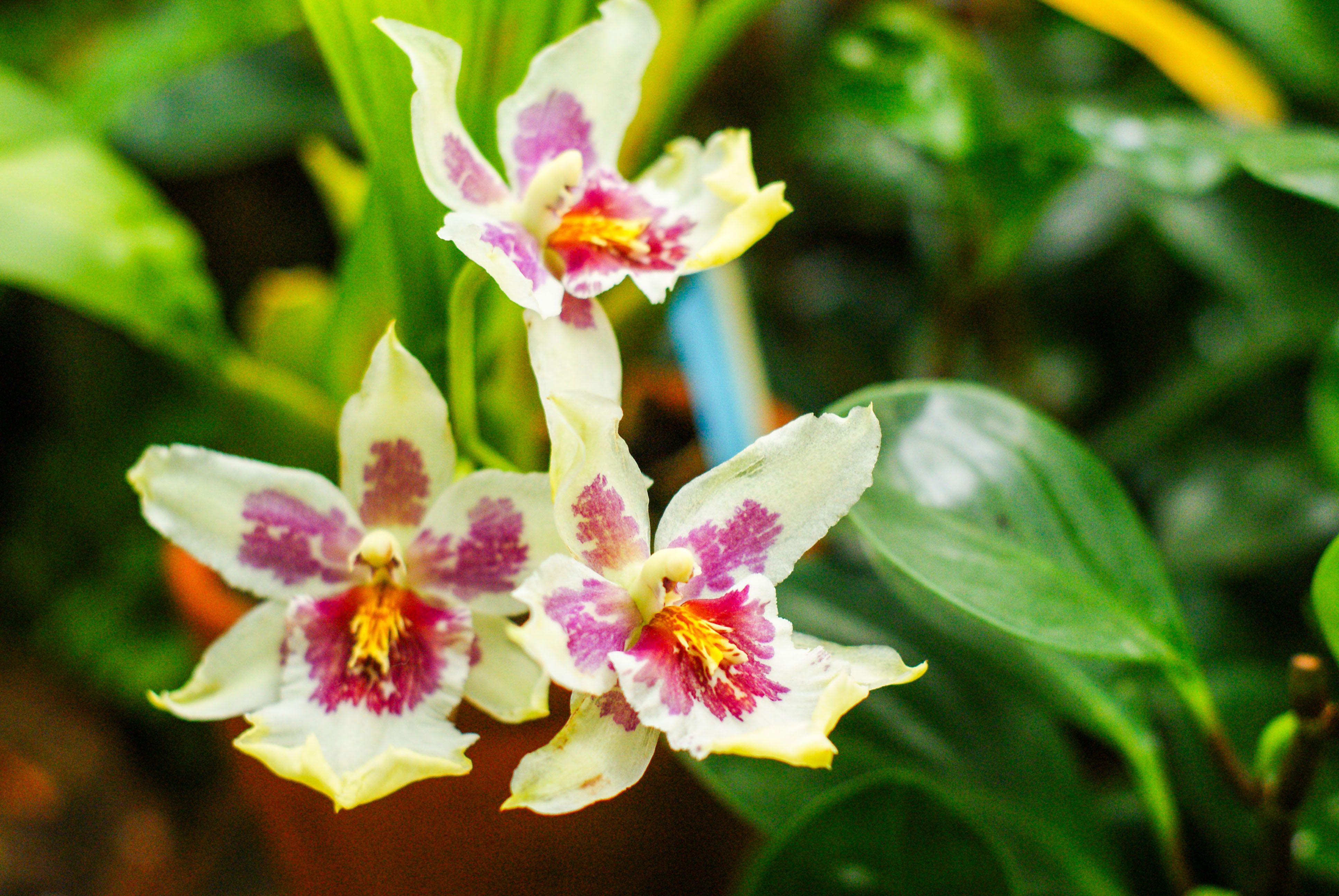 Miltoniopsis Phalaenopsis