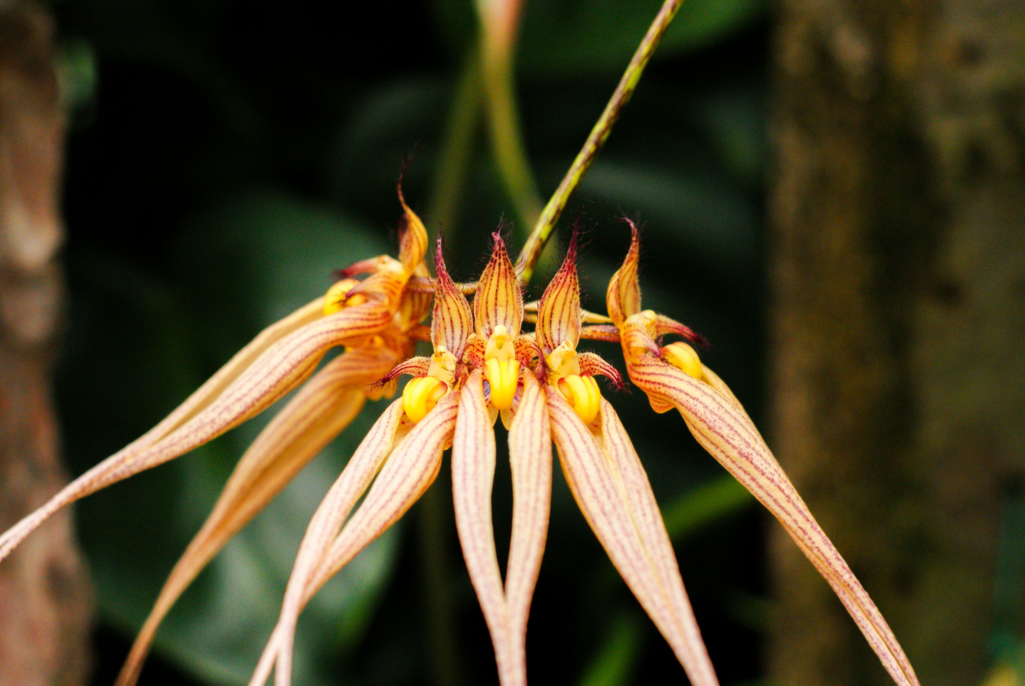 Bulbophyllum Medusae White