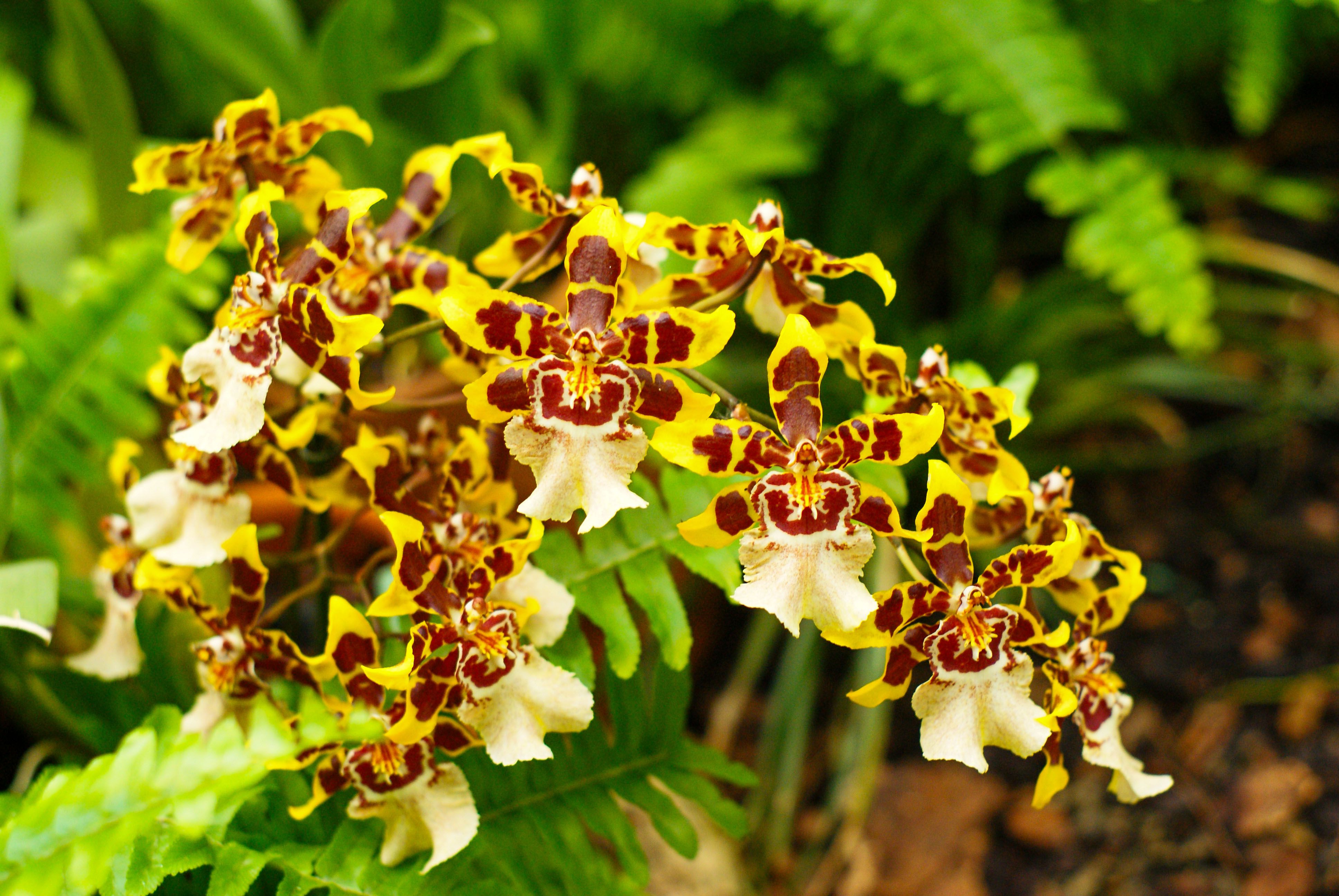 An exotic orchid arrangement with deep purple and white blooms