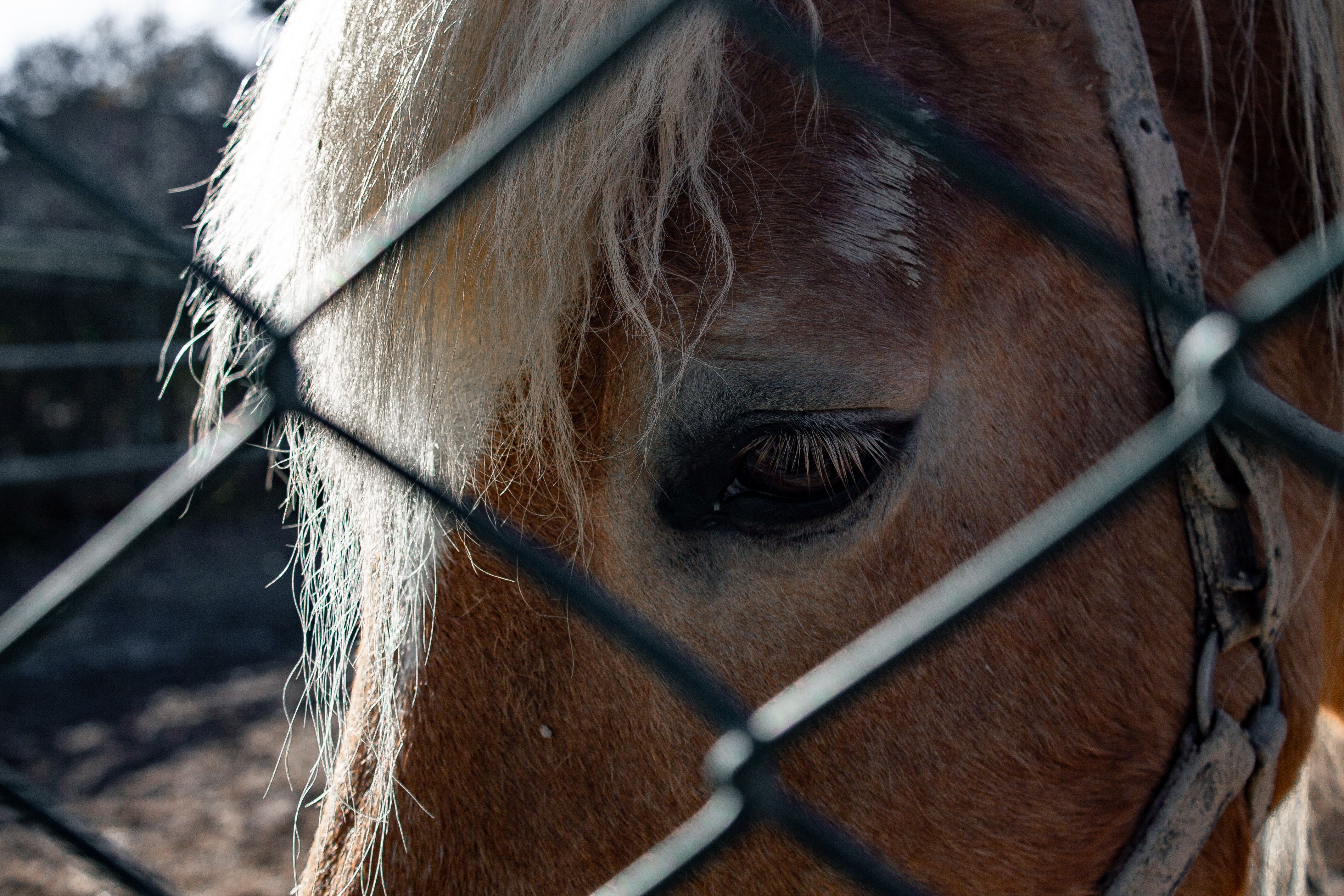 ‘Todd’s sort of lead horse’: Trump’s former criminal defense lawyer ascends DOJ — Photo by Ahmet Faruk Aras on Pexels