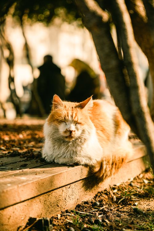 Free Fluffy orange and white cat relaxing on a sunny park ledge, surrounded by trees. Stock Photo