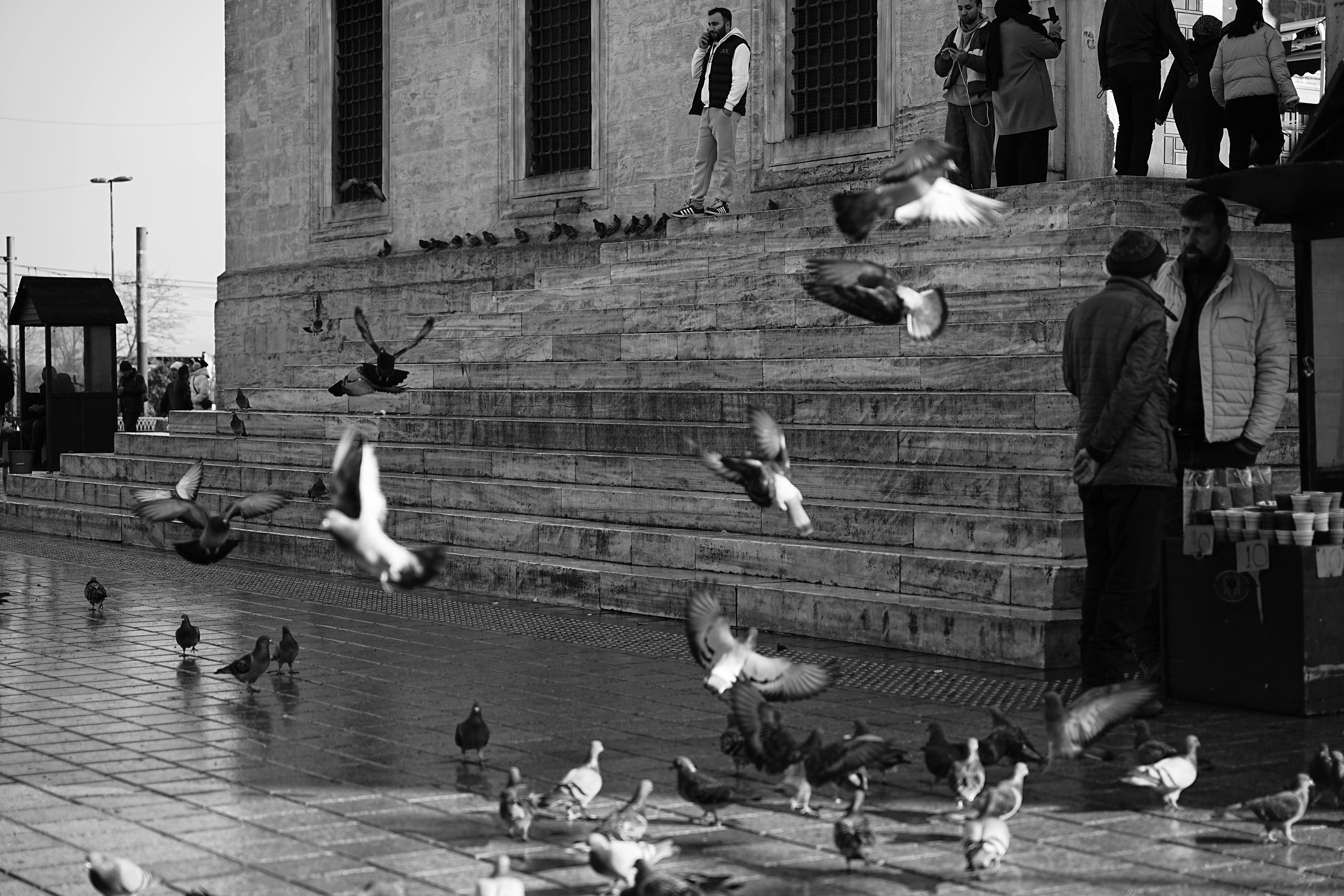 Street scene with pigeons and people on stone steps in monochrome.