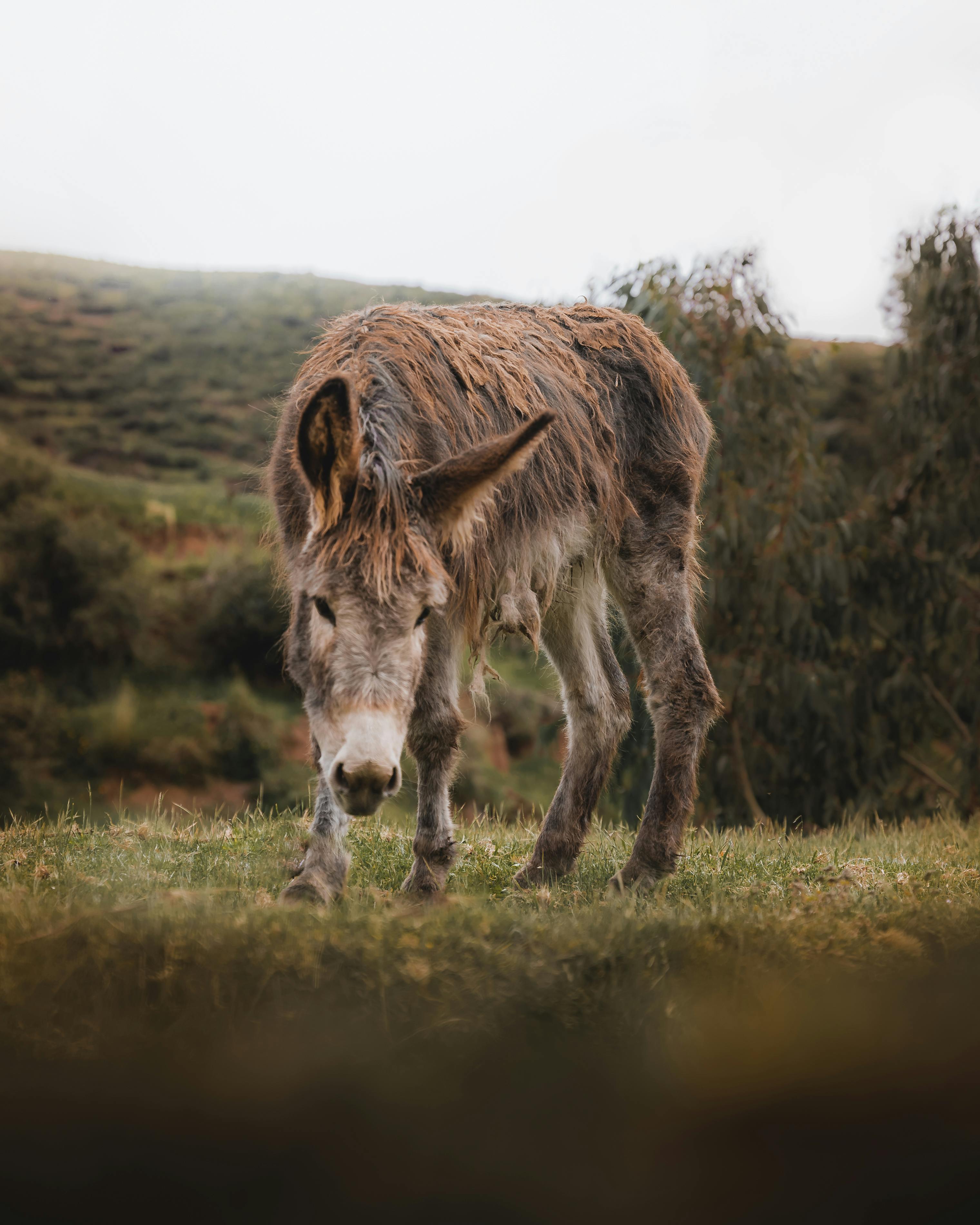 A beautiful donkey grazes peacefully in the lush, rolling hills of Cusco, Peru.