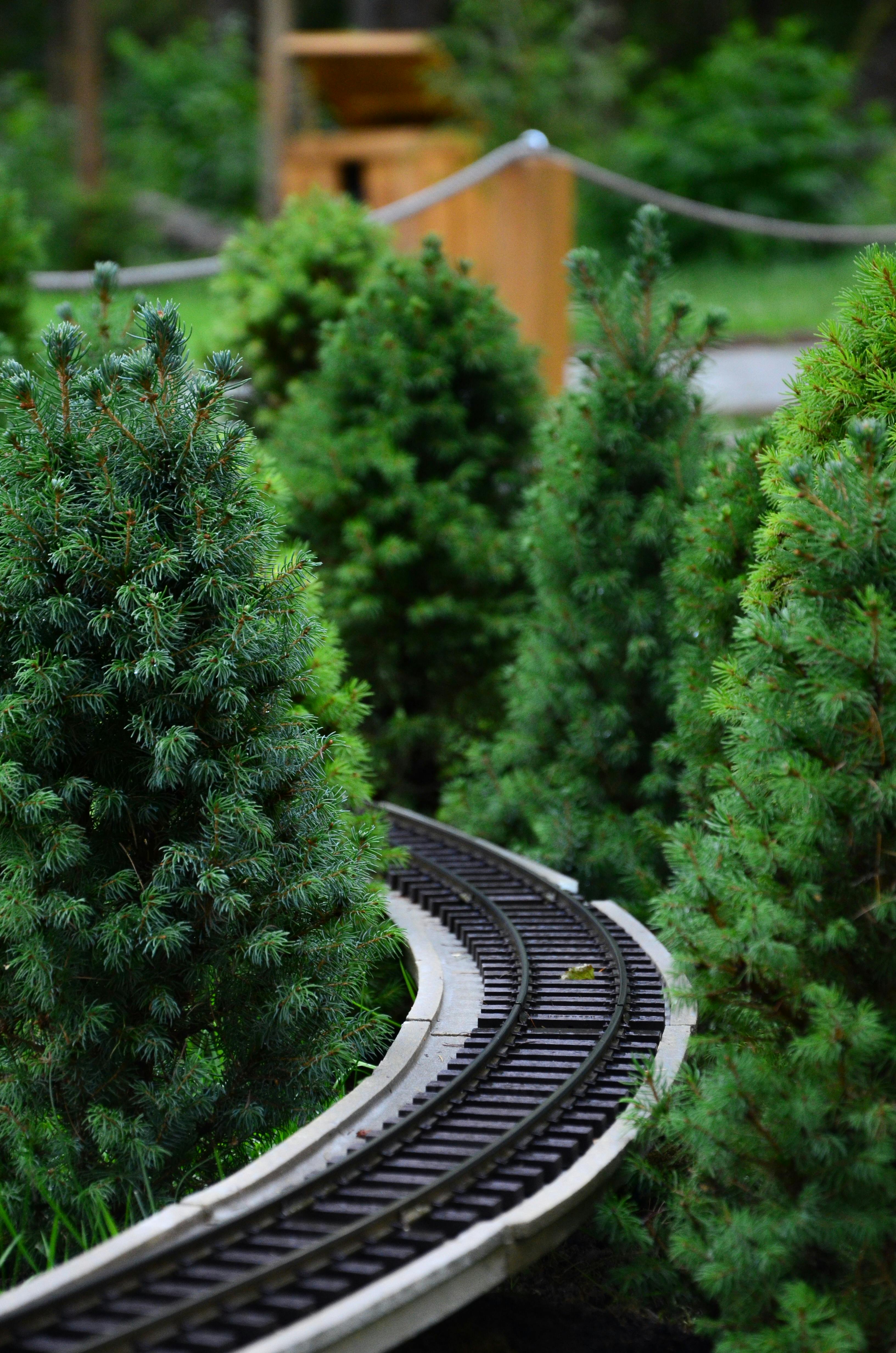 Gratis Rel Kereta API Miniatur Di Antara Pohon Pinus Foto Stok