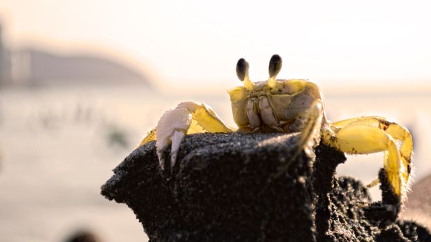 A ghost crab perched on a rock with a blurred ocean backdrop in Santa Marta, Colombia.