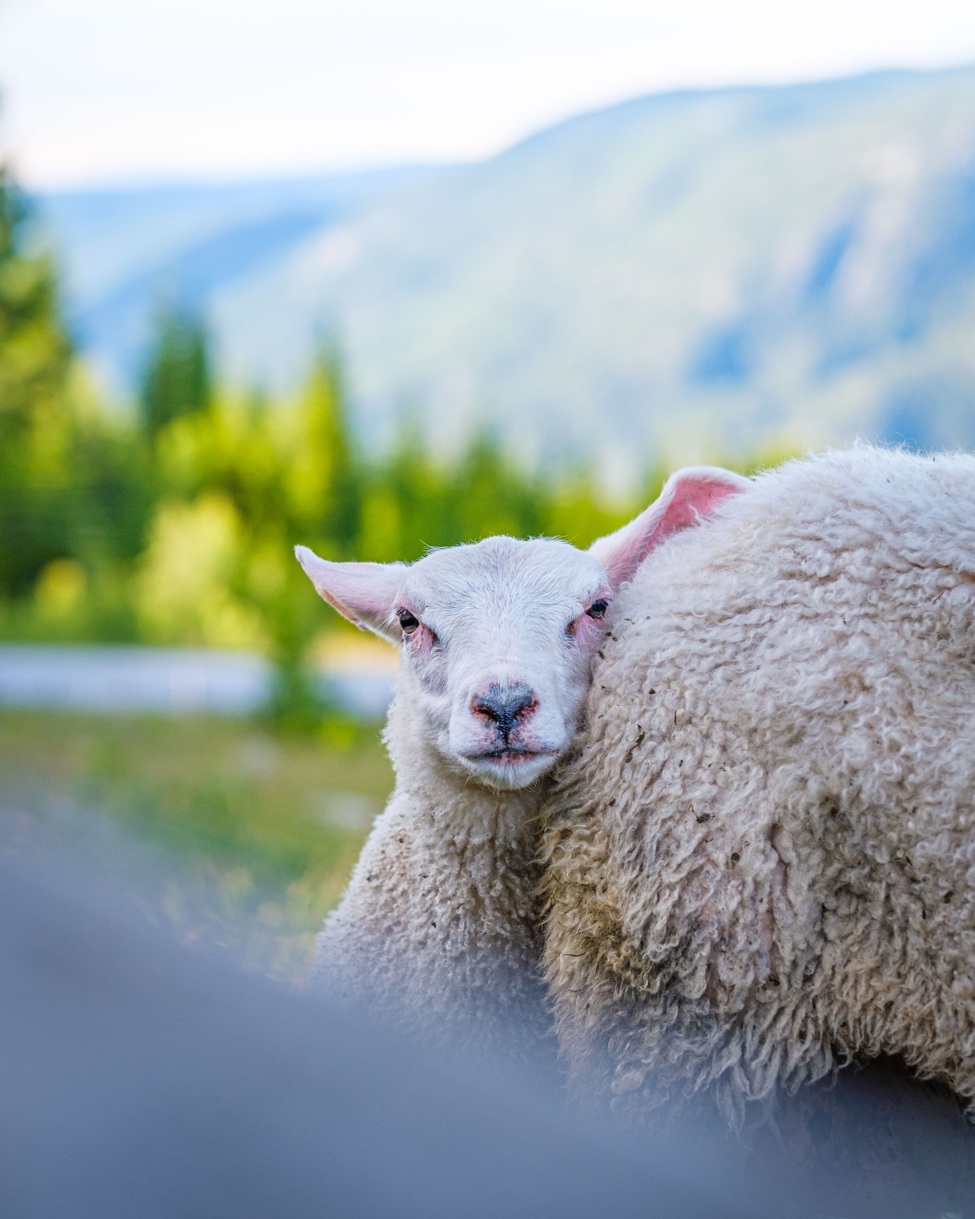 Cute Sheep Grazing in Scenic Norwegian Landscape · Free Stock Photo