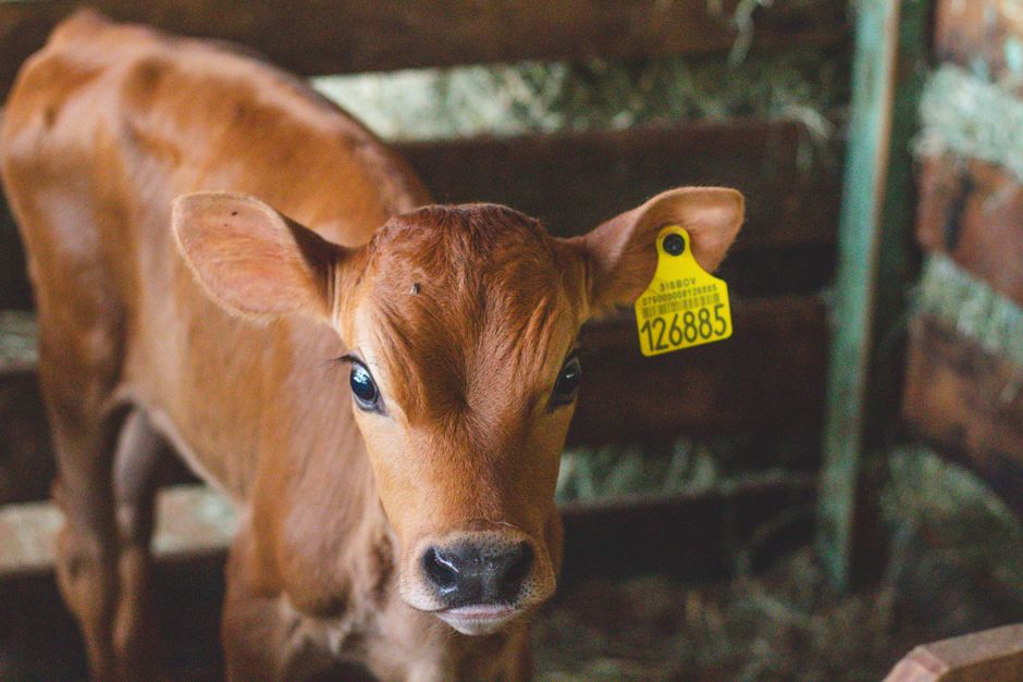 Close-up of a brown calf with an ear tag in a rustic barn in Concórdia, Brazil.