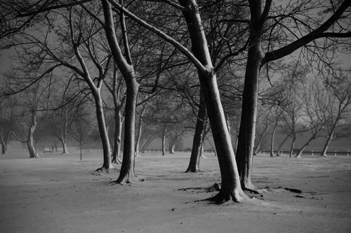 Free Snowy winter scene in a Stamford park with bare trees, serene and tranquil. Stock Photo
