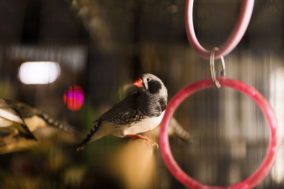 Finch: Self Care Pet