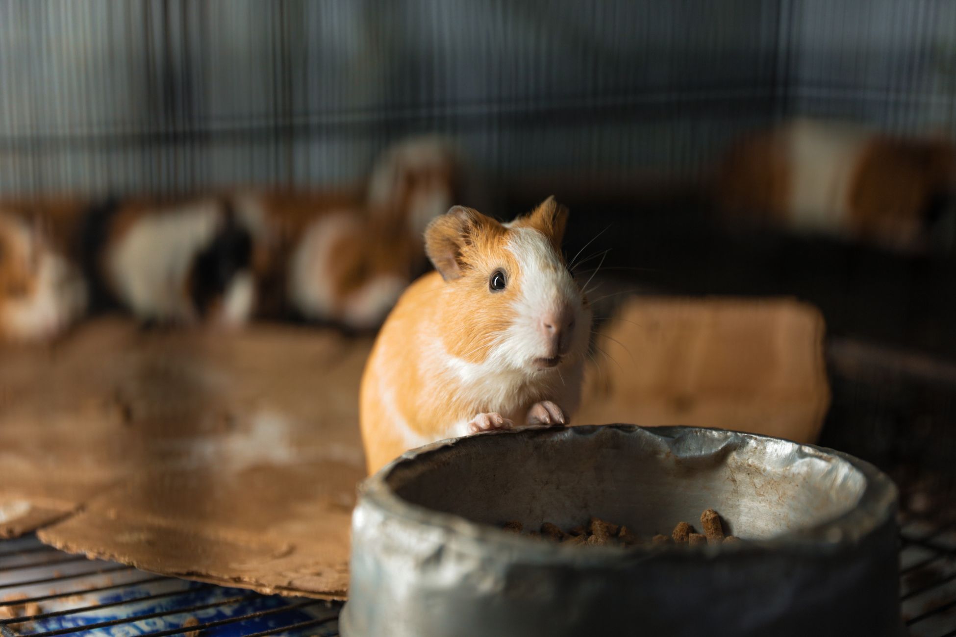 Omstreden caviafokster beschuldigd van dierenverwaarlozing
