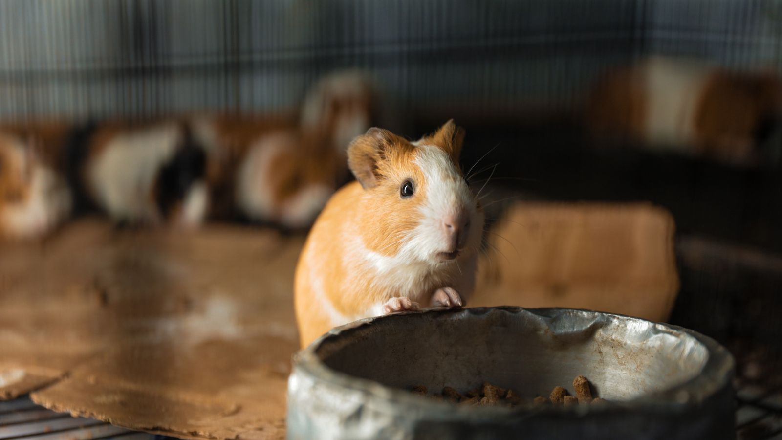 Close up of a guinea pig in a cage with food bowl