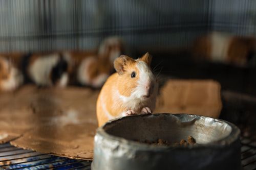Free Adorable guinea pig peeking over a food bowl inside a cage. Perfect for pet care themes. Stock Photo