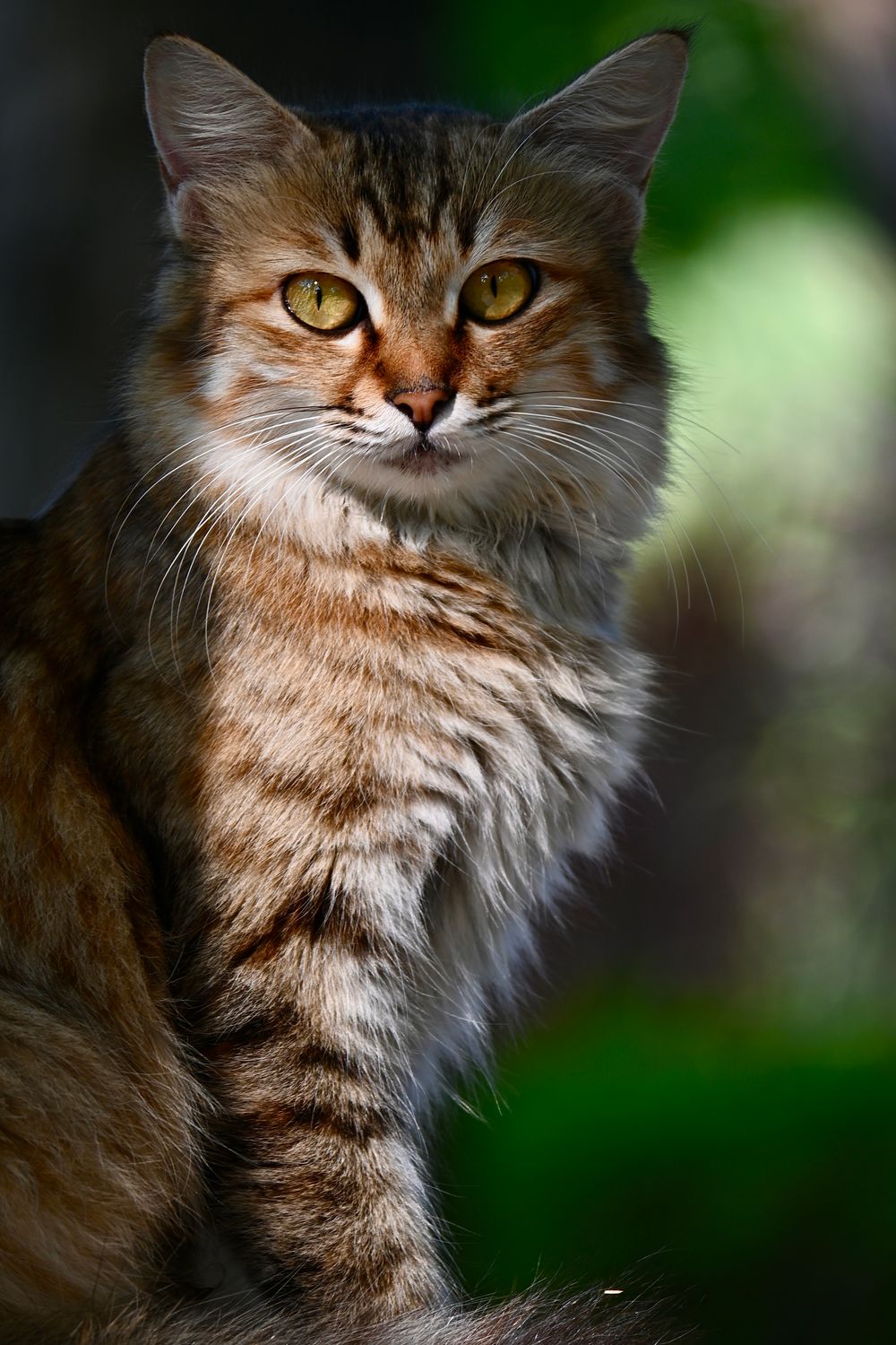Captivating Portrait of a Fluffy Tabby Cat · Free Stock Photo