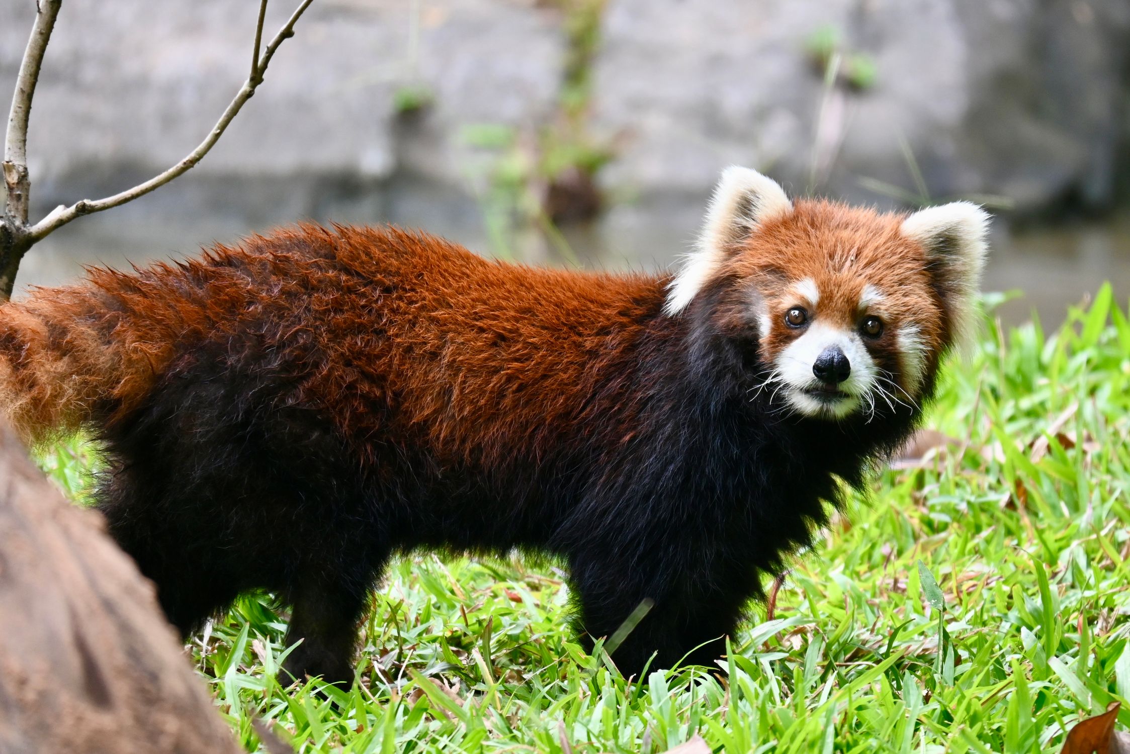 Rend Panda Red Panda Standing on Grass in Natural Habitat · Free Stock Photo