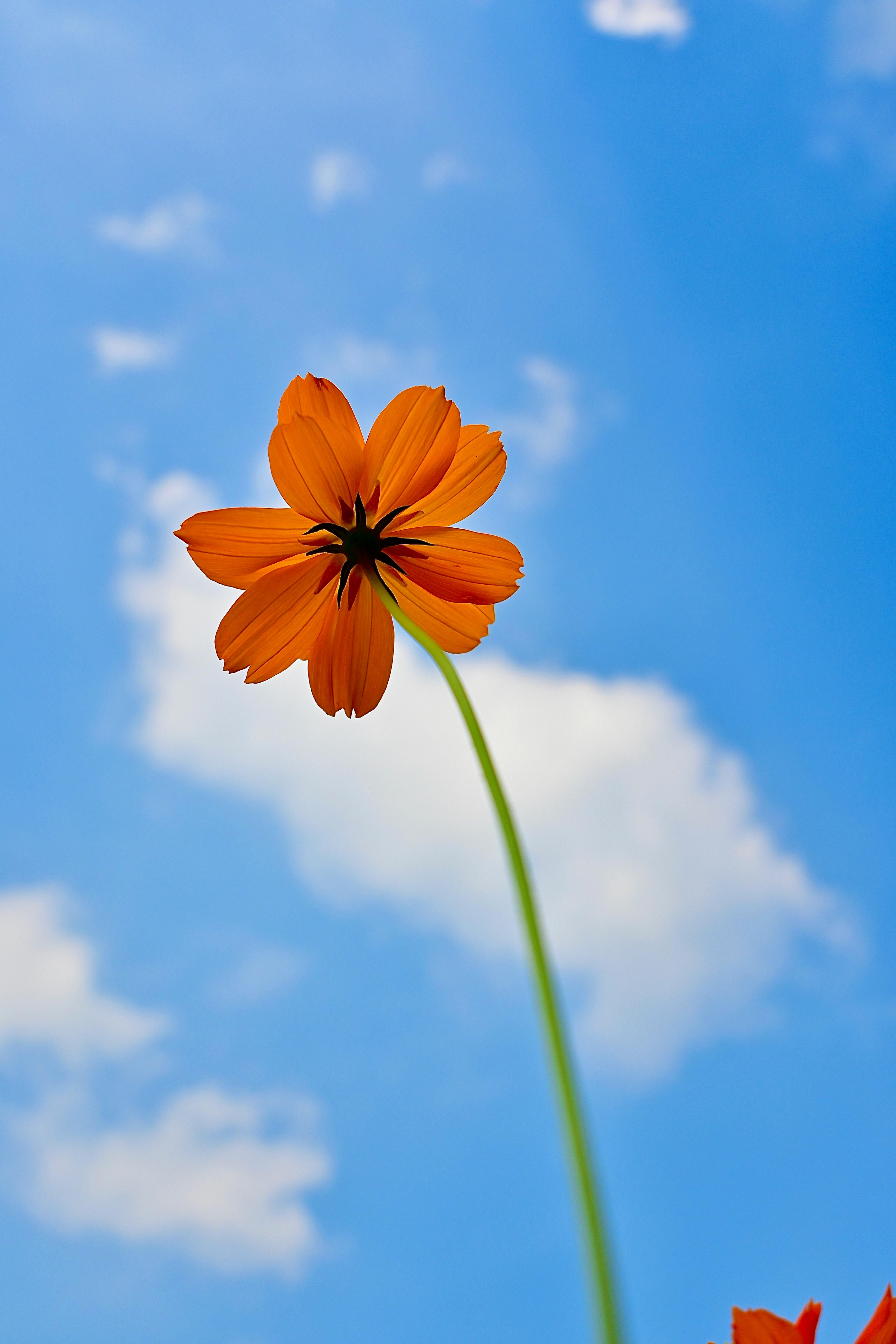 Bright orange flower standing tall under clear blue sky and white clouds.