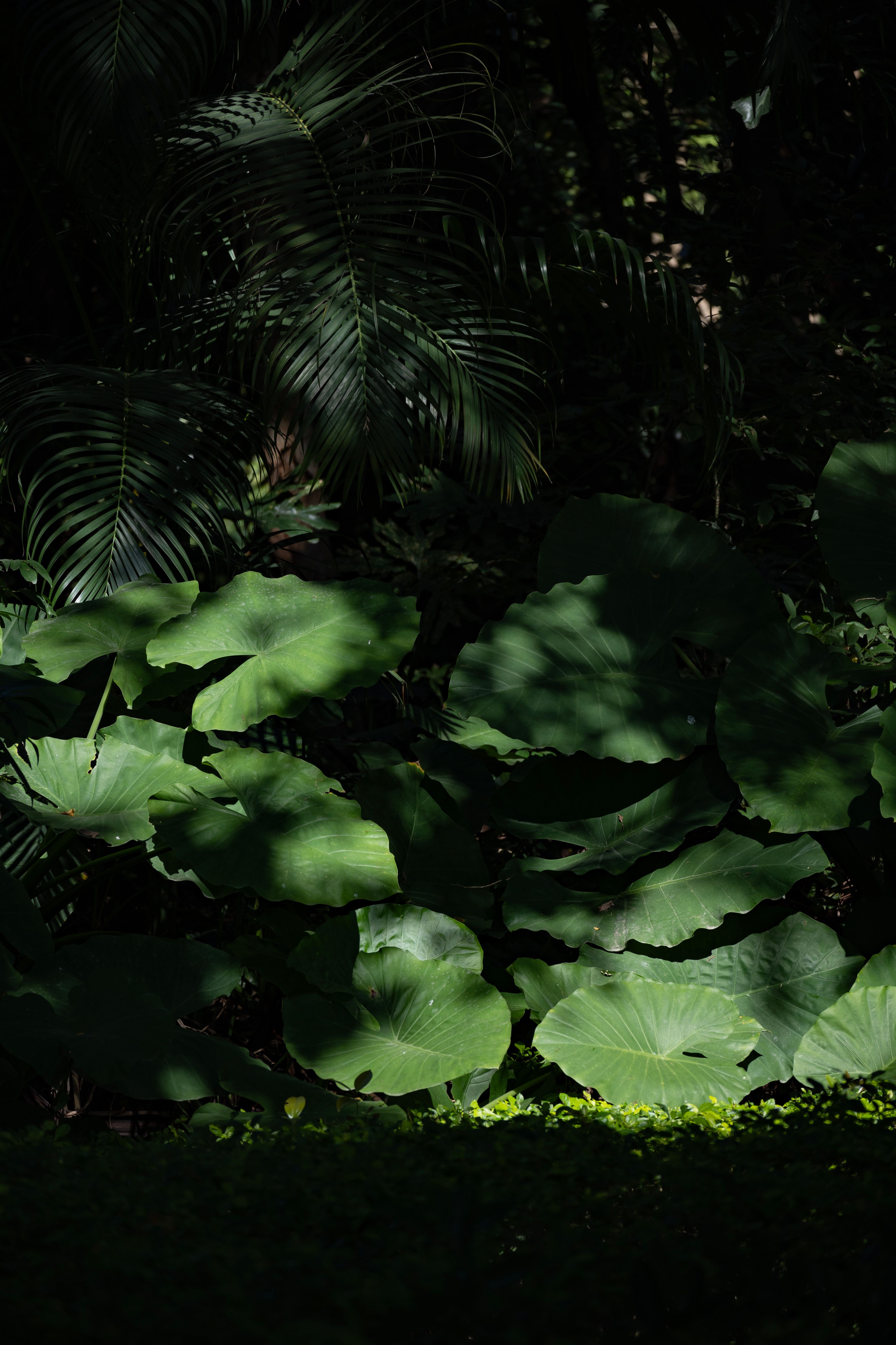 Lush green tropical foliage in dappled sunlight