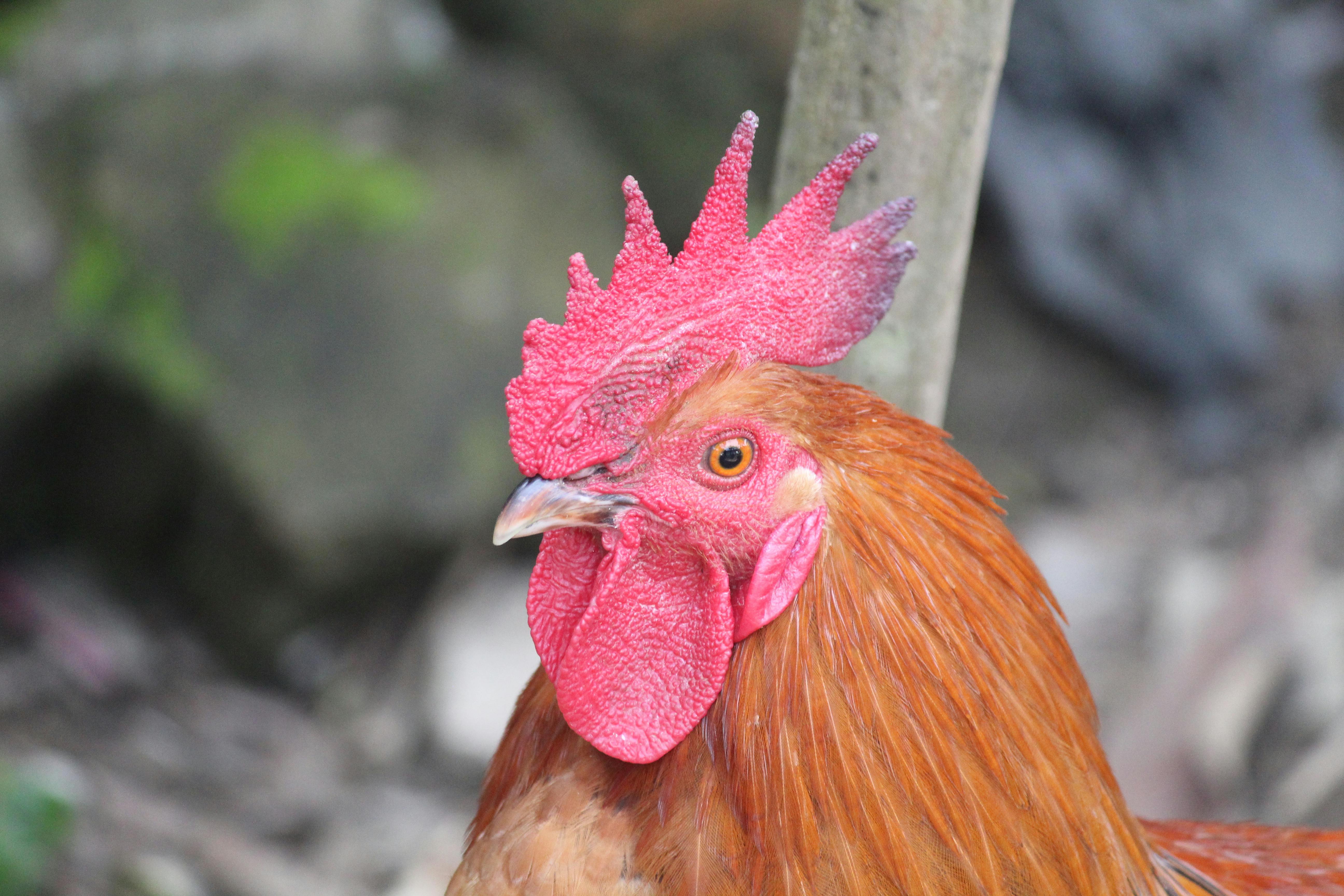 free-photo-of-close-up-of-a-vibrant-roos