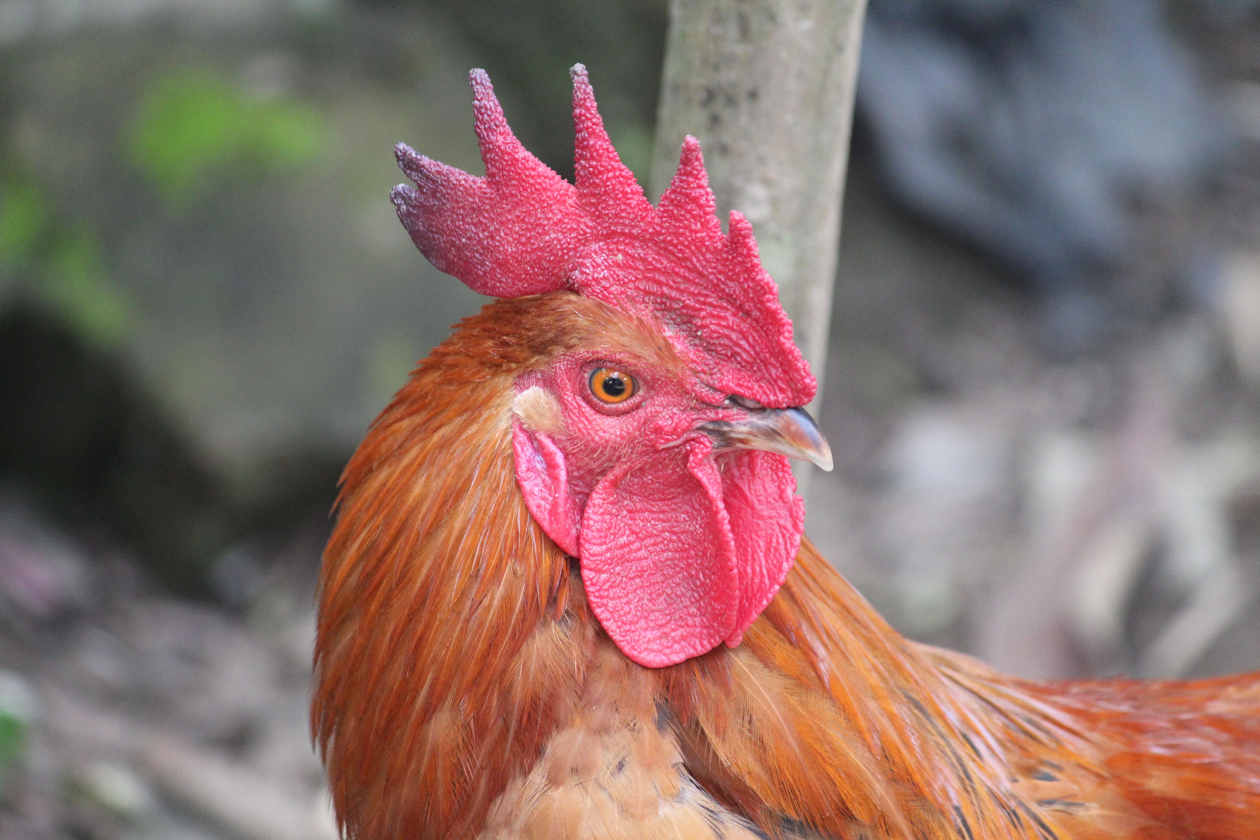 Close-Up of Vibrant Rooster in Natural Setting · Free Stock Photo