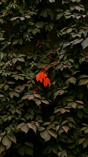 A striking orange leaf stands out among lush green leaves in this captivating image.