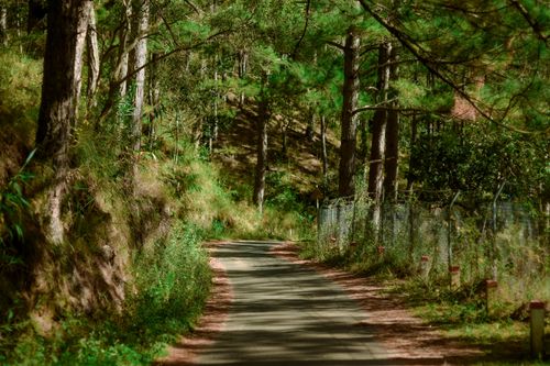 Free Explore a tranquil road lined with tall pine trees in Đà Lạt, Vietnam. Stock Photo