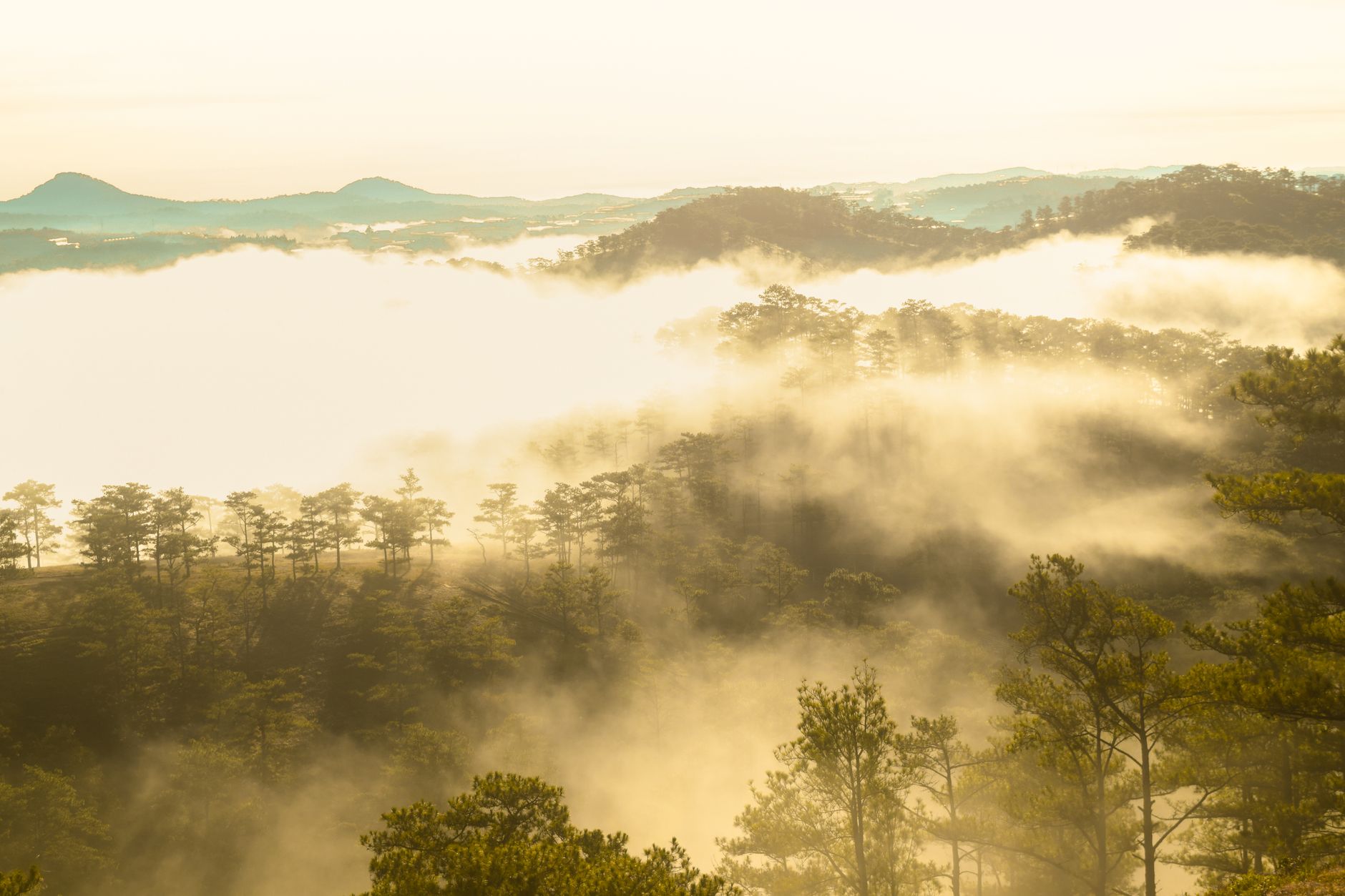 Serene misty pine forest in Đà Lạt, Vietnam during a golden sunrise.