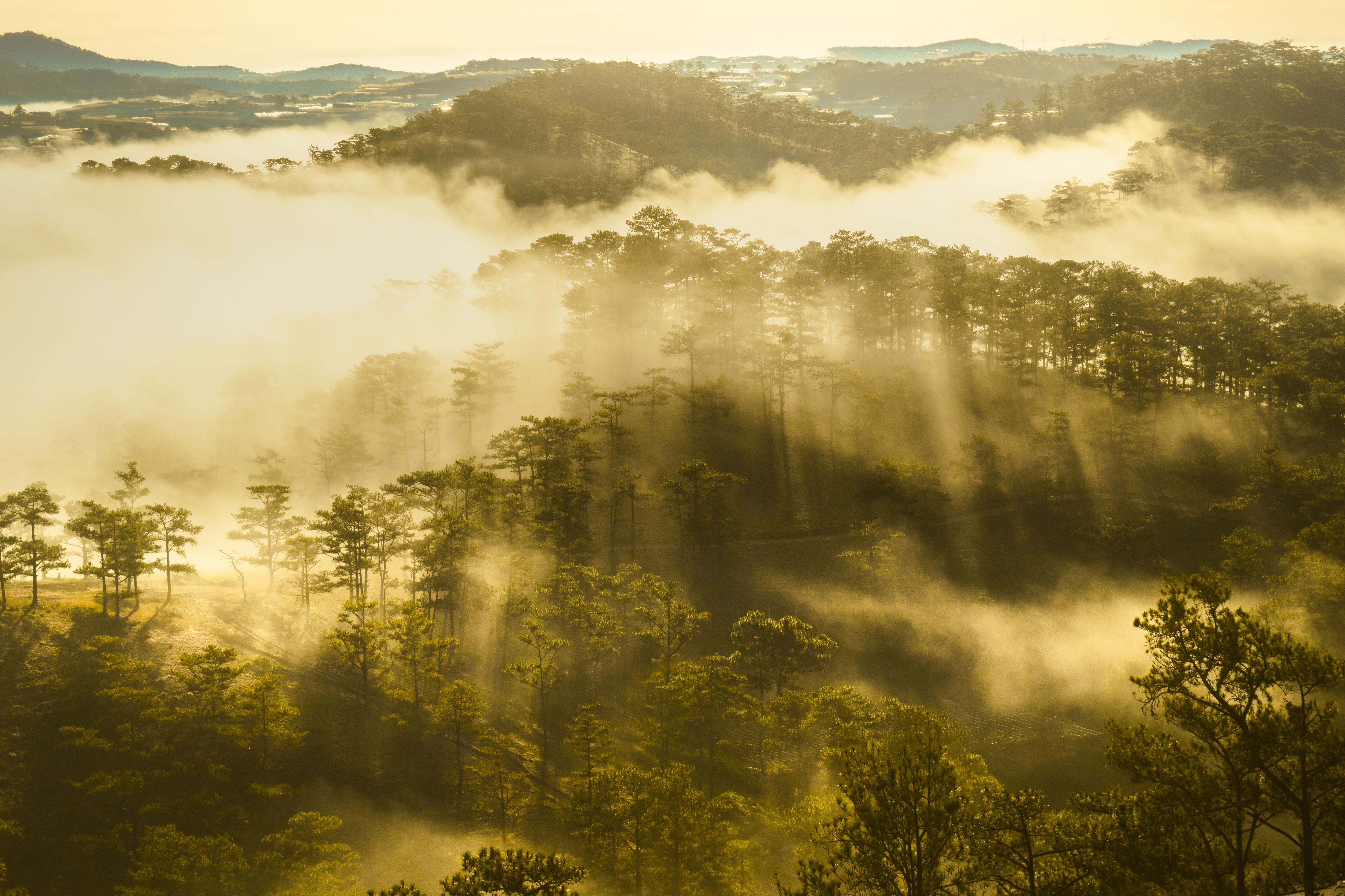Panoramic view of Da Lat city in Vietnam surrounded by pine trees and morning mist