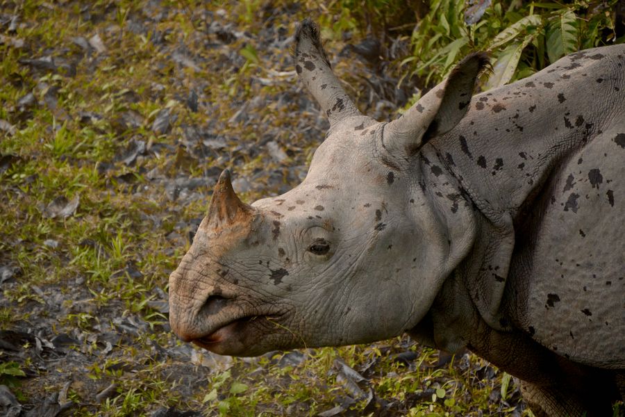 Kaziranga National Park photo 4