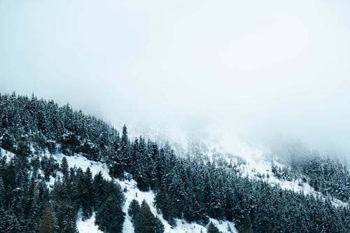 Free Explore the serene beauty of snow-covered trees and mountains shrouded in winter fog from British Columbia, Canada. Stock Photo