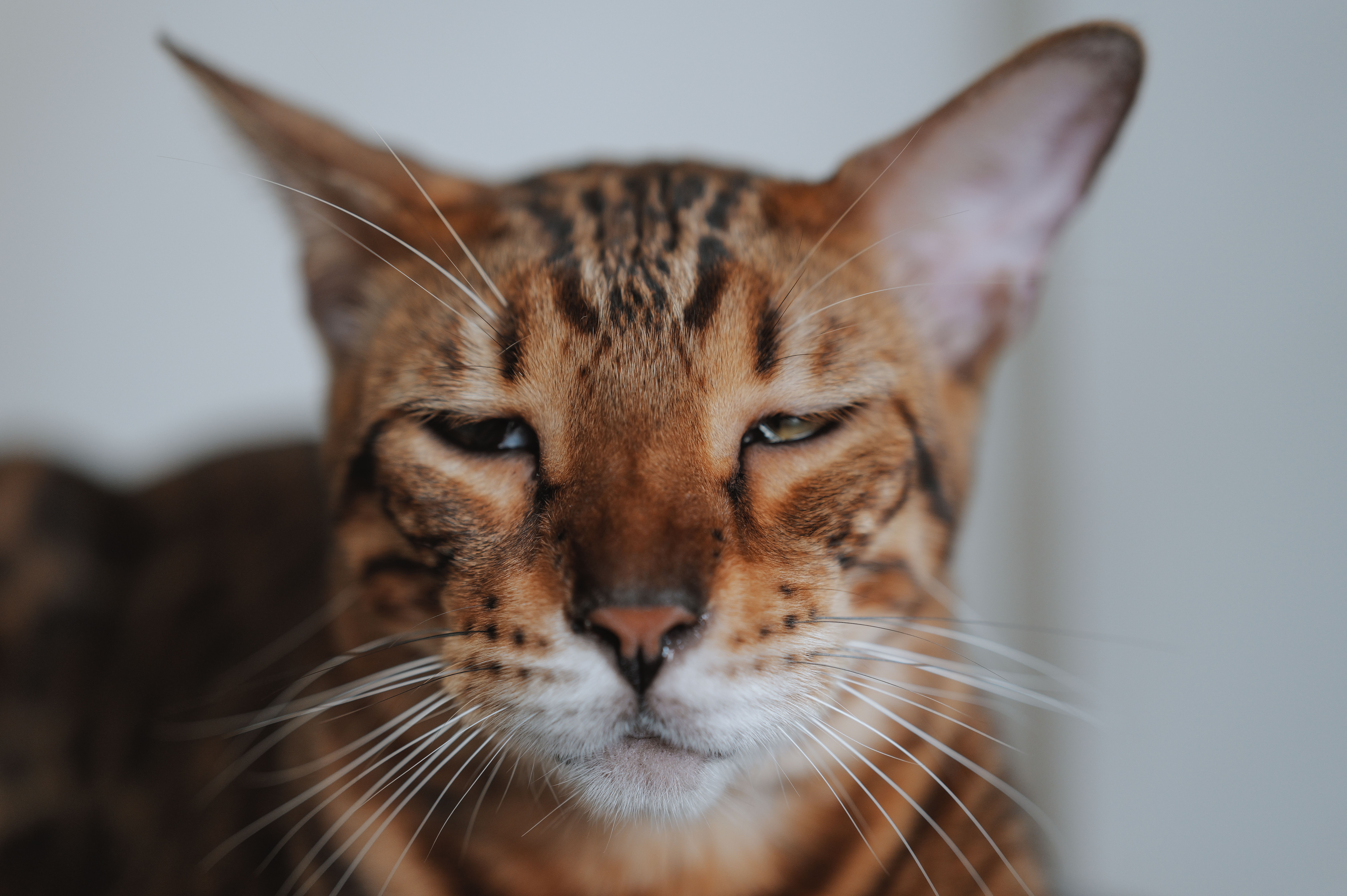 cats not like their