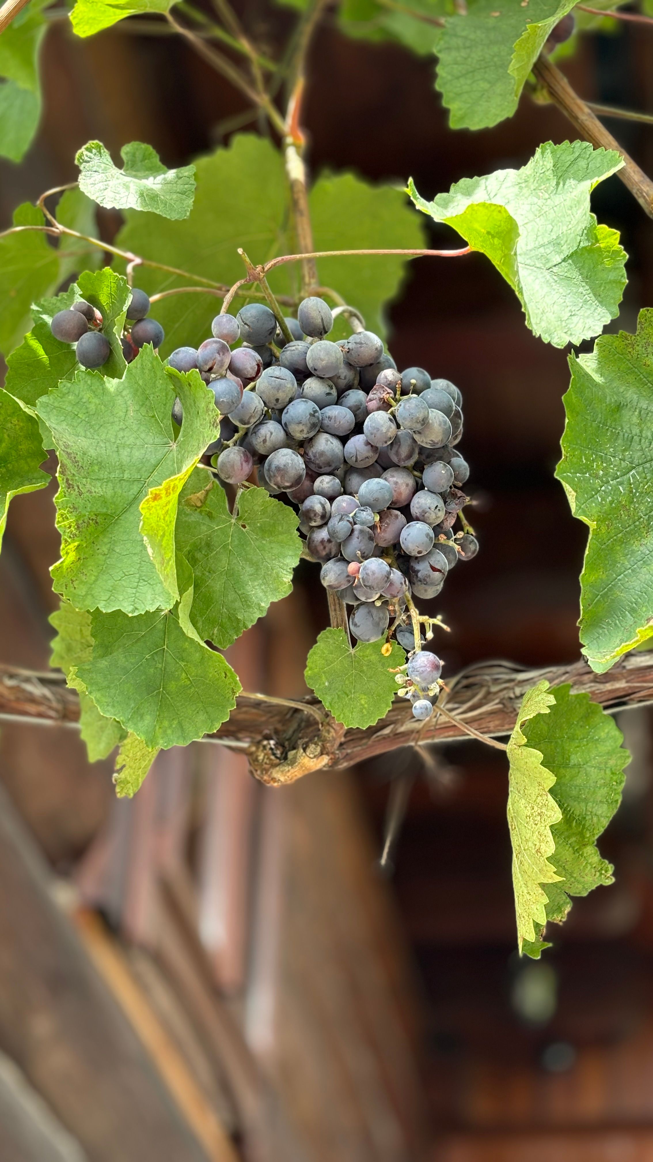 Fresh Grapes on Vine With Lush Green Leaves · Free Stock Photo