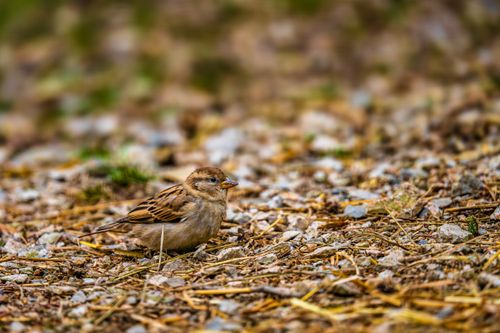 Free A beautiful house sparrow resting on a gravel path, captured up close. Stock Photo