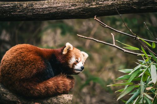 Free Cute red panda resting on a tree branch in a natural forest setting, showcasing its beautiful fur. Stock Photo