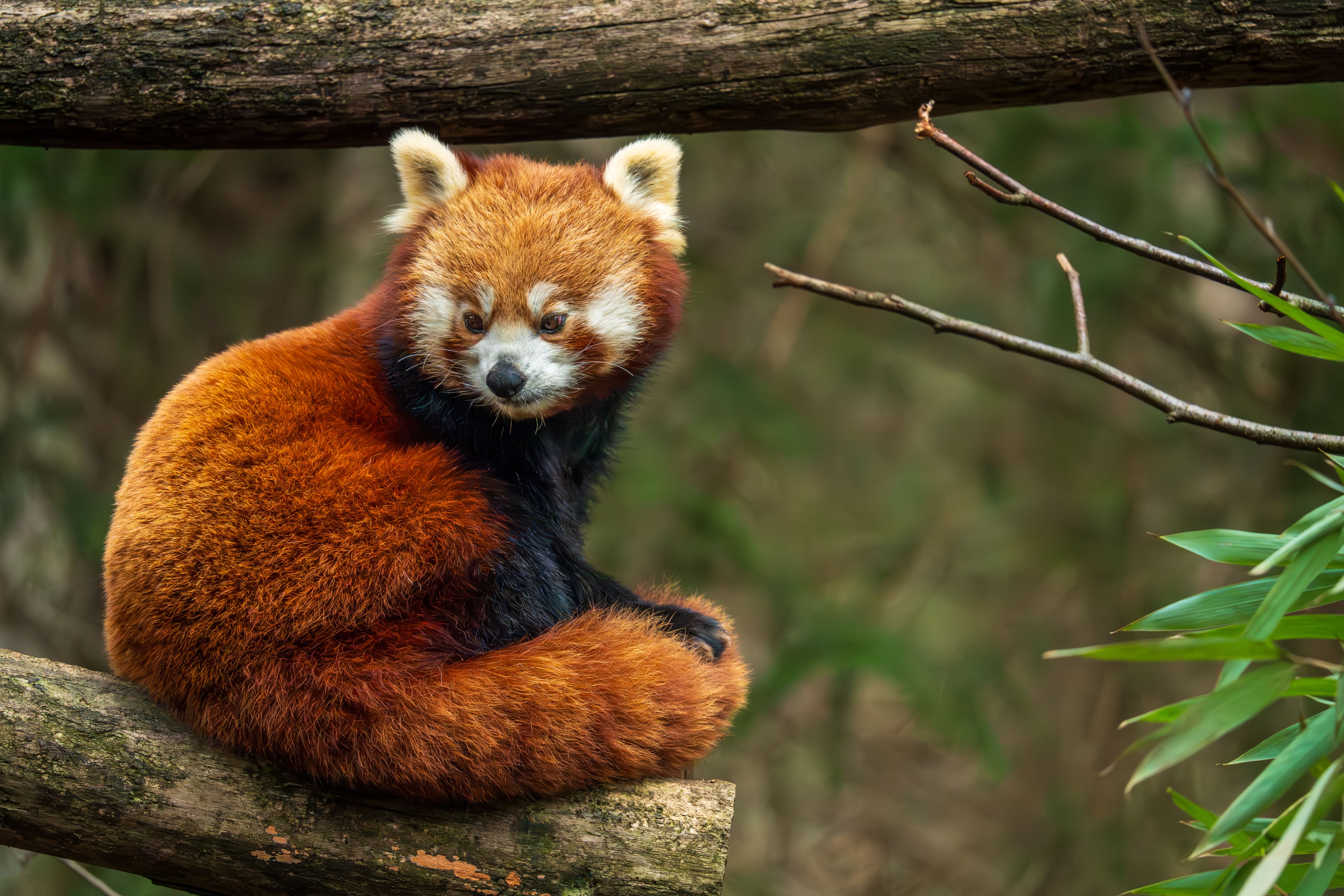 Exploring Characteristics of the Himalayan Red Panda Species