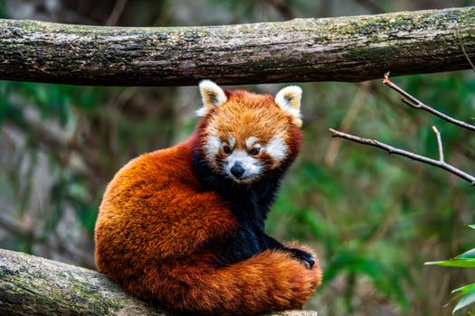 Adorable red panda curled on a tree branch in a lush forest, symbolizing wildlife beauty.