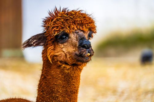Free Charming close-up of a fluffy alpaca outdoors, showcasing its unique features. Stock Photo