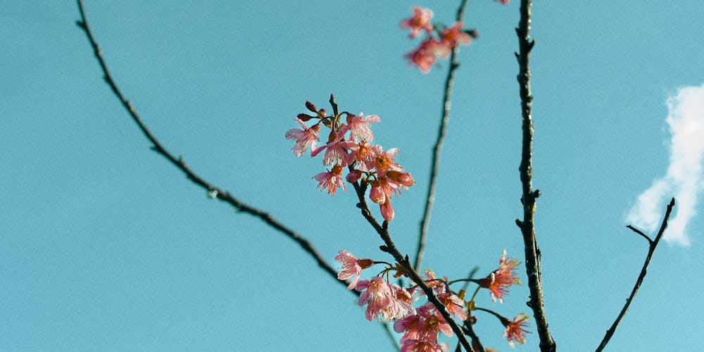 Khám Phá Thế Giới Sôi Động của hướng dẫn đăng ký go88