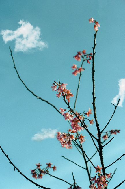 Vibrant cherry blossoms bloom against a blue sky in Dalat, Vietnam, showcasing nature's beauty.