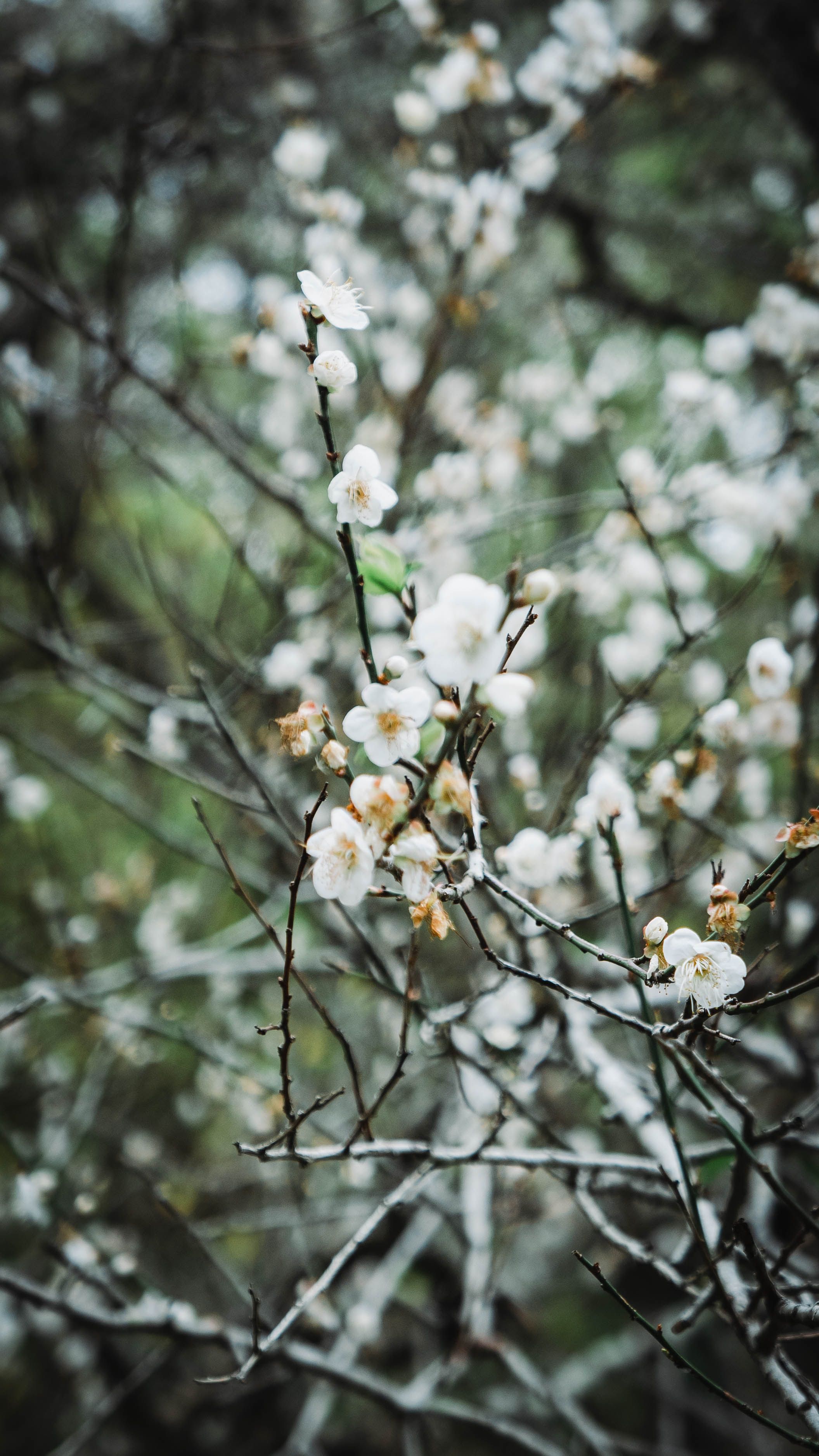 Delicate white plum blossoms in full bloom on tree branches in Taoyuan City, Taiwan.