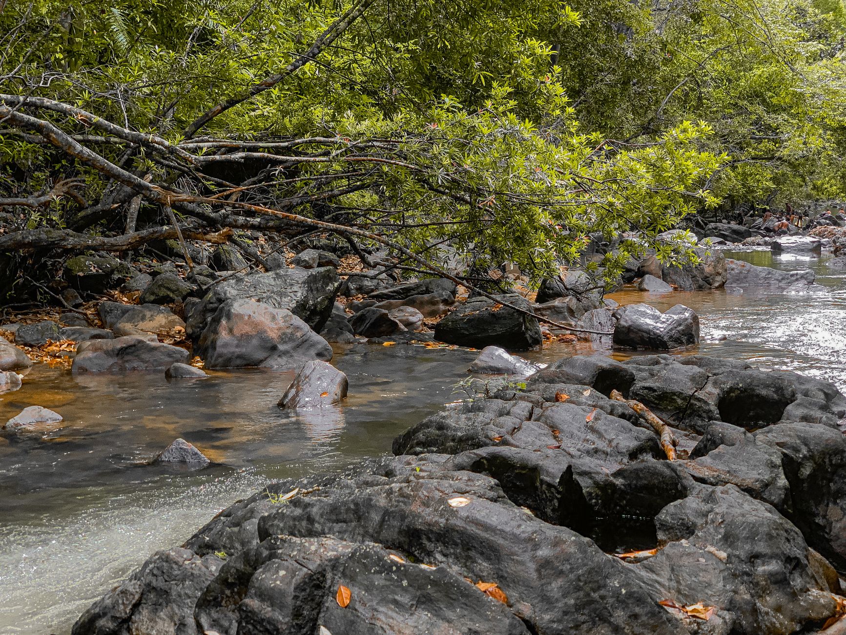 Kanneliya Rainforest: Wildlife, Trails & Visitor Guide