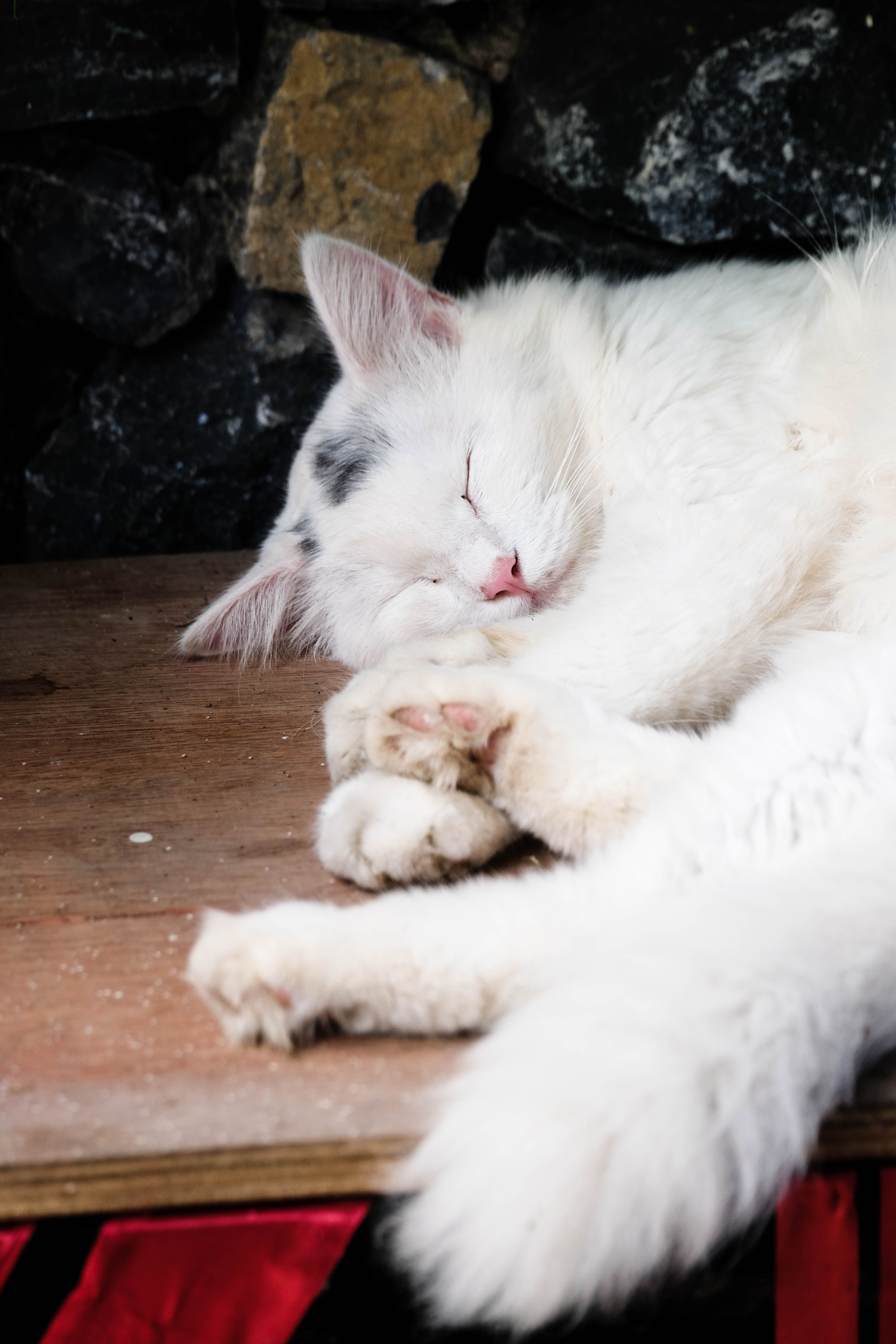 Peaceful White Cat Sleeping on Wooden Surface · Free Stock Photo