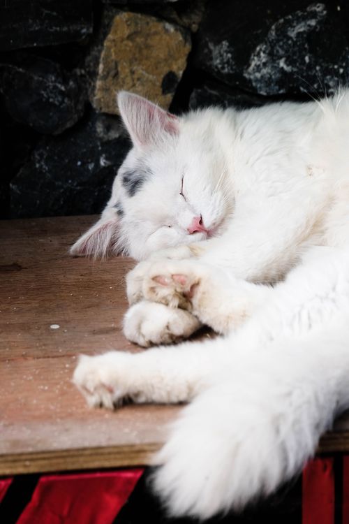 Free A serene image of a white cat sleeping on a wooden surface indoors, exuding calmness. Stock Photo