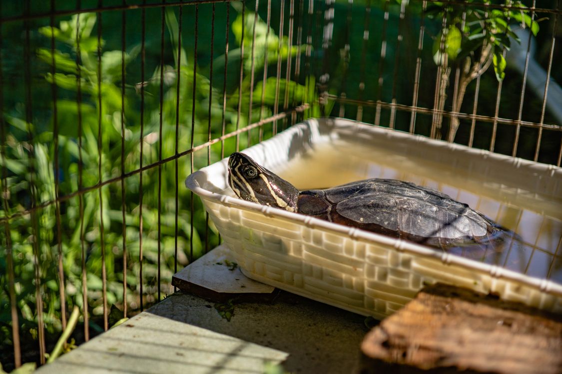 Turtle Relaxing in Outdoor Habitat · Free Stock Photo