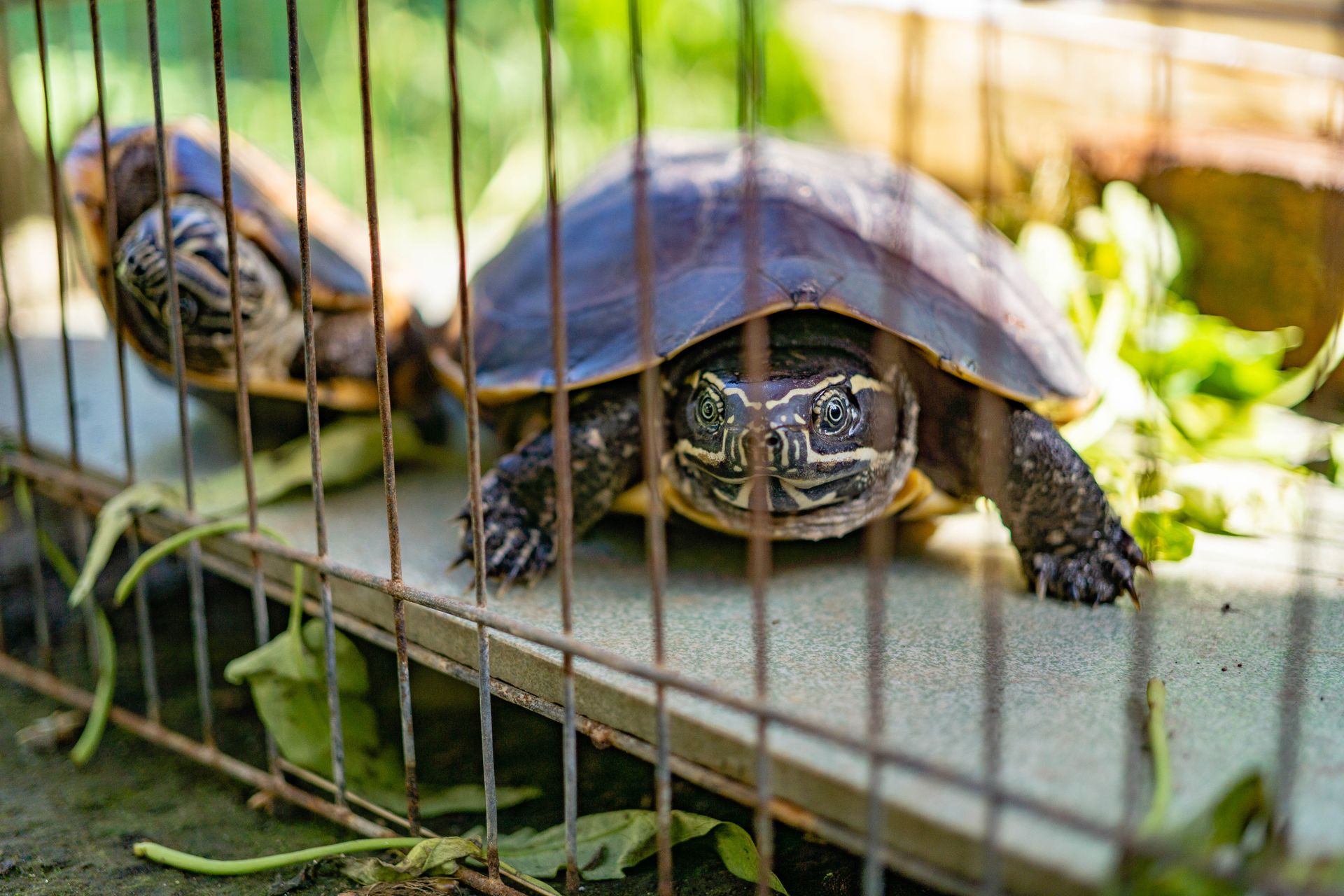 Two turtles in a cage enclosure with greenery surrounding them, basking in sunlight.