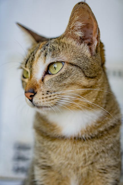 Detailed close-up of a domestic cat with green eyes and striped fur.