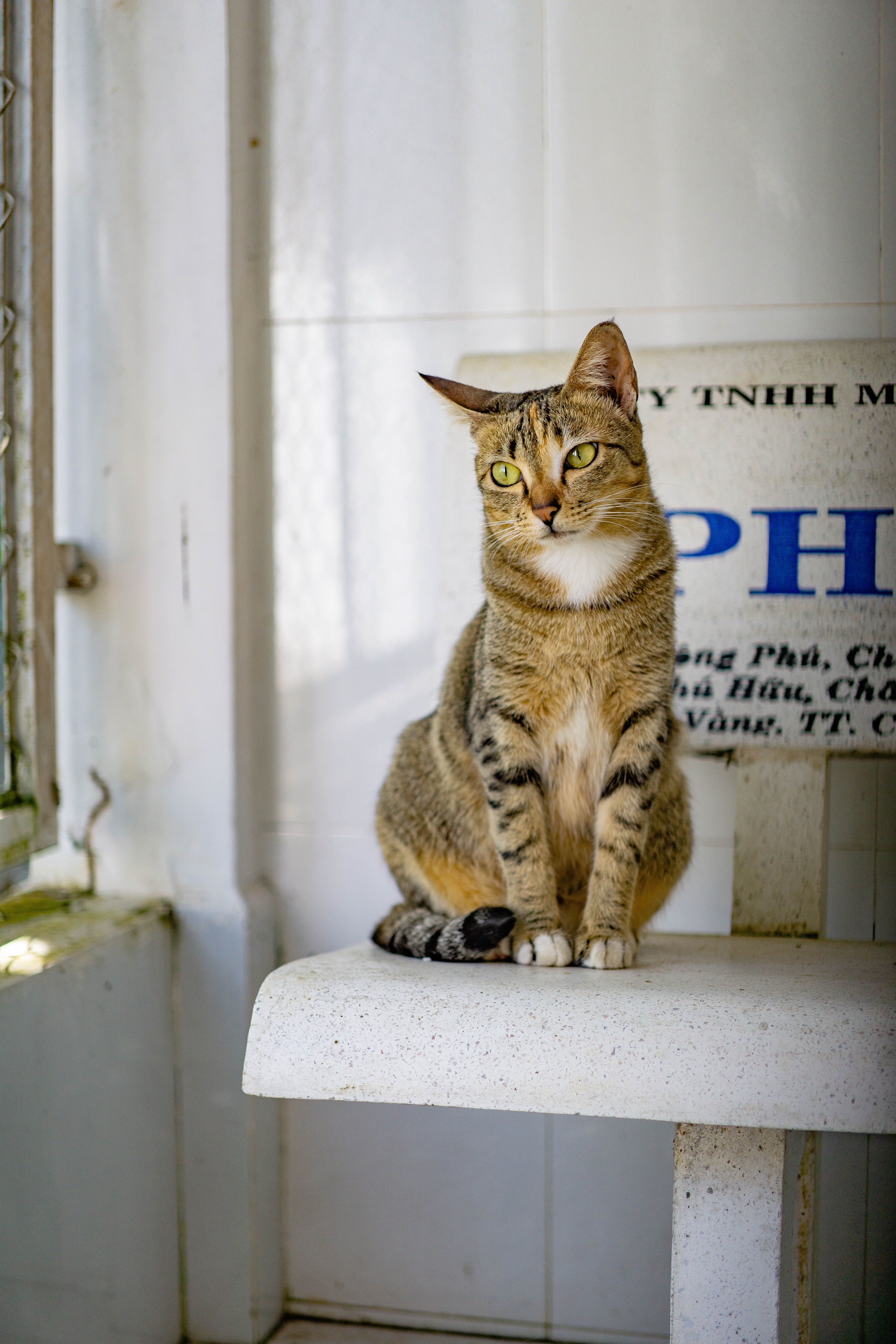 Portrait of a tabby cat sitting indoors on a bench, next to a partially visible sign.