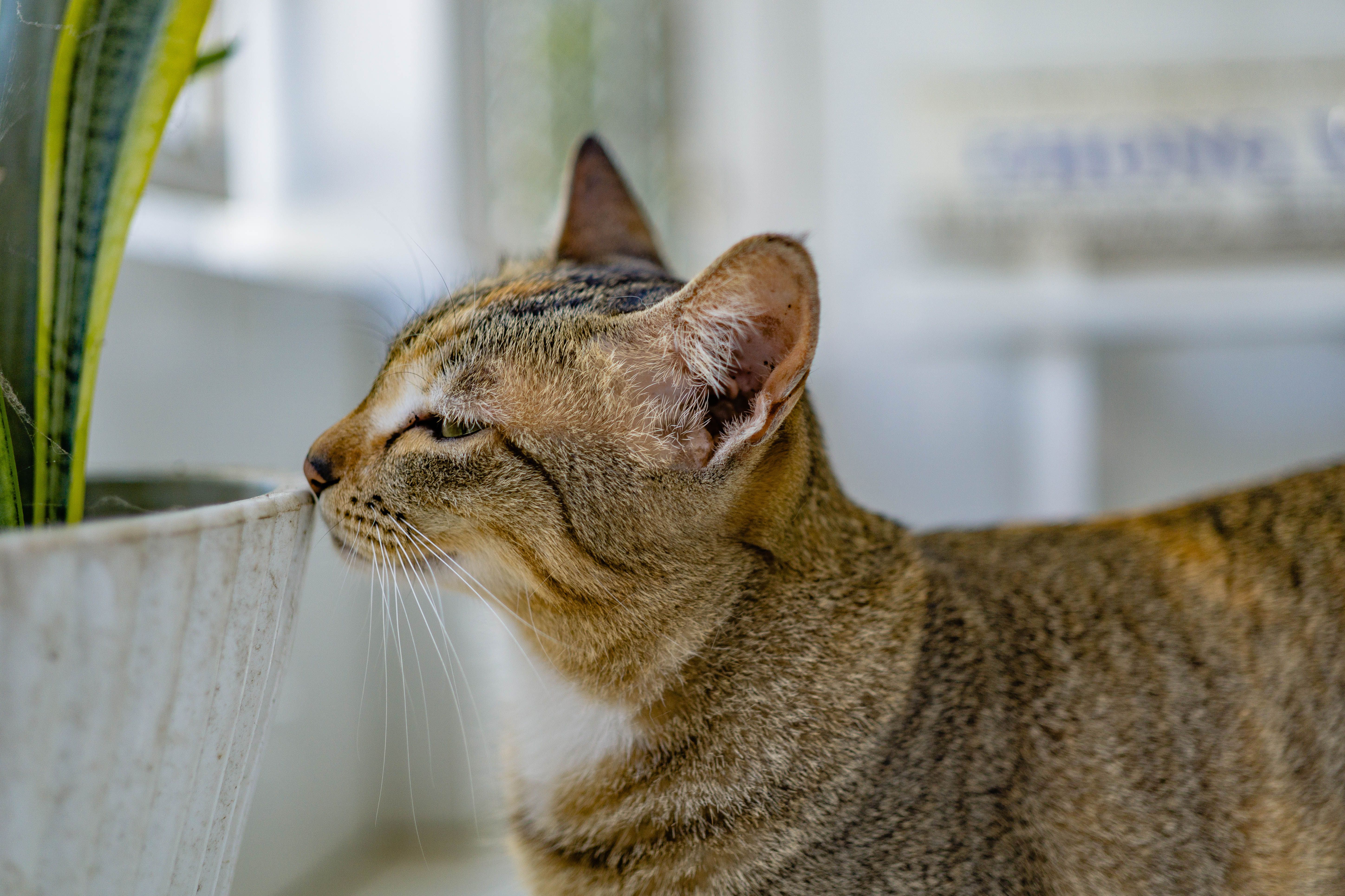 cat urinary tract infection home treatment Home Remedies to Avoid (or Use With C