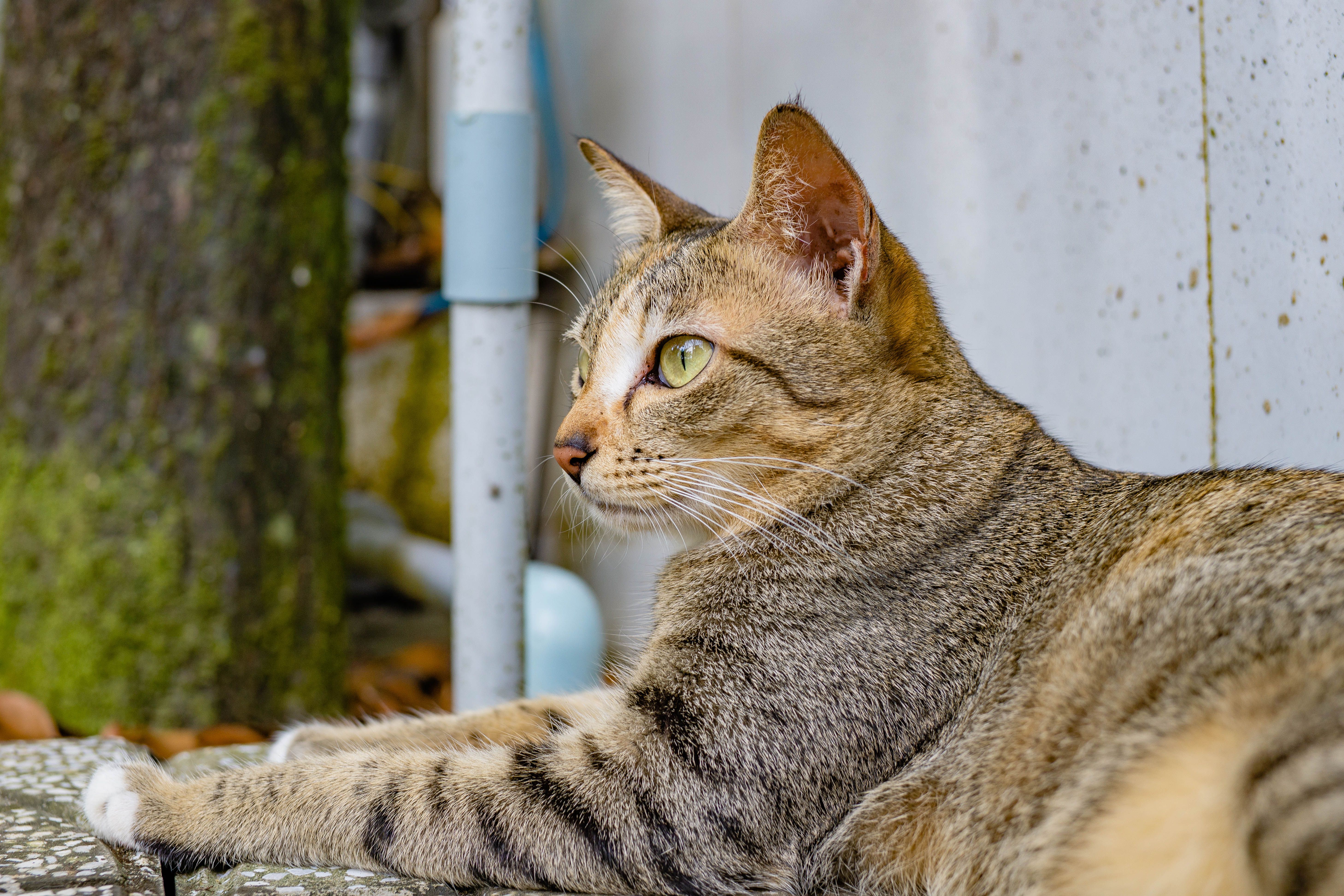 Close-up portrait of a tabby cat outdoors · Free Stock Photo