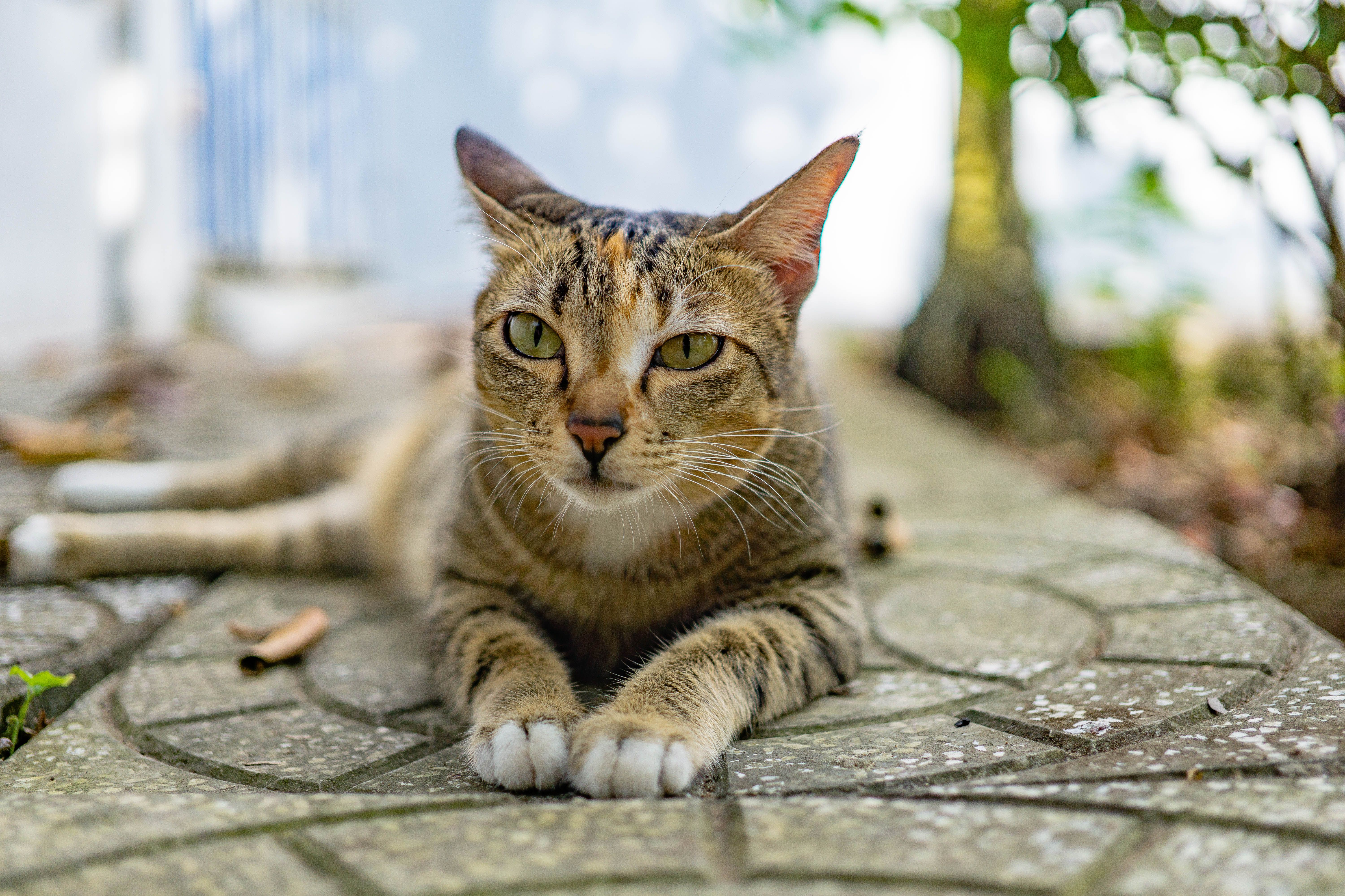 Ear Itching in Cats: Navigating the Path to Relief